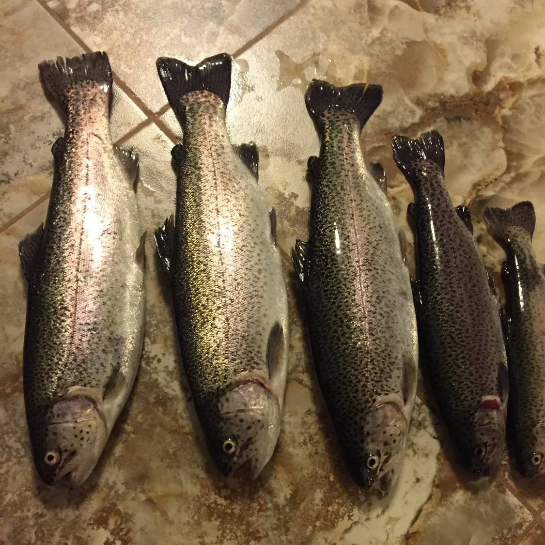 recently logged catches