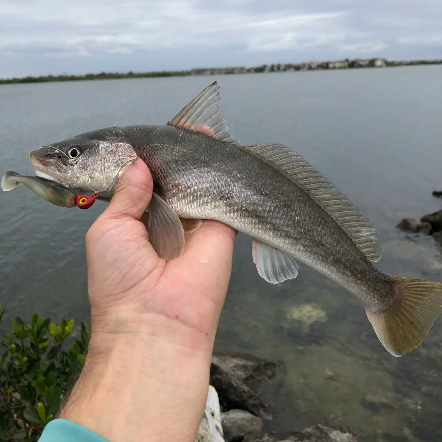 The most popular recent Southern kingcroaker catch on Fishbrain