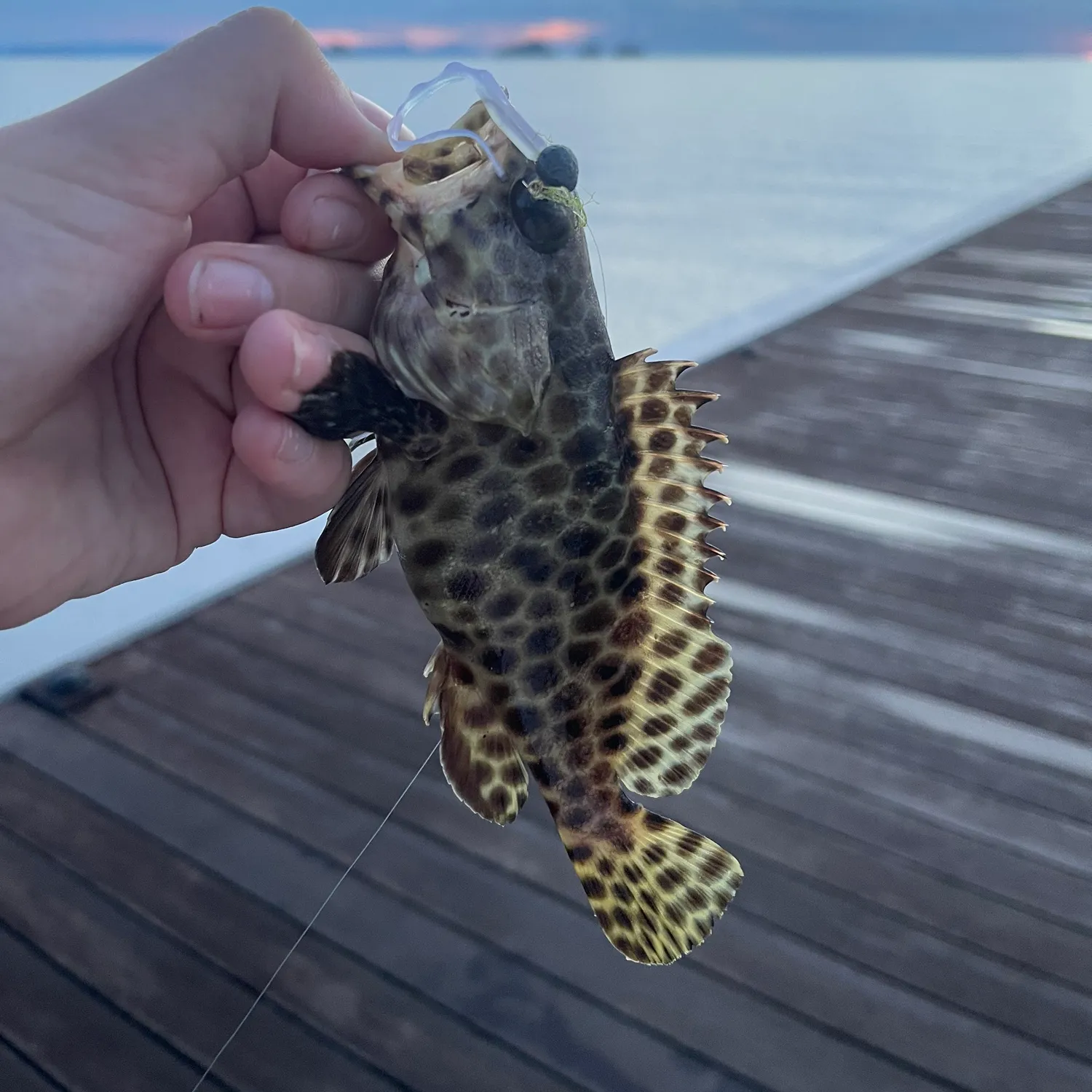 The most popular recent Honeycomb grouper catch on Fishbrain