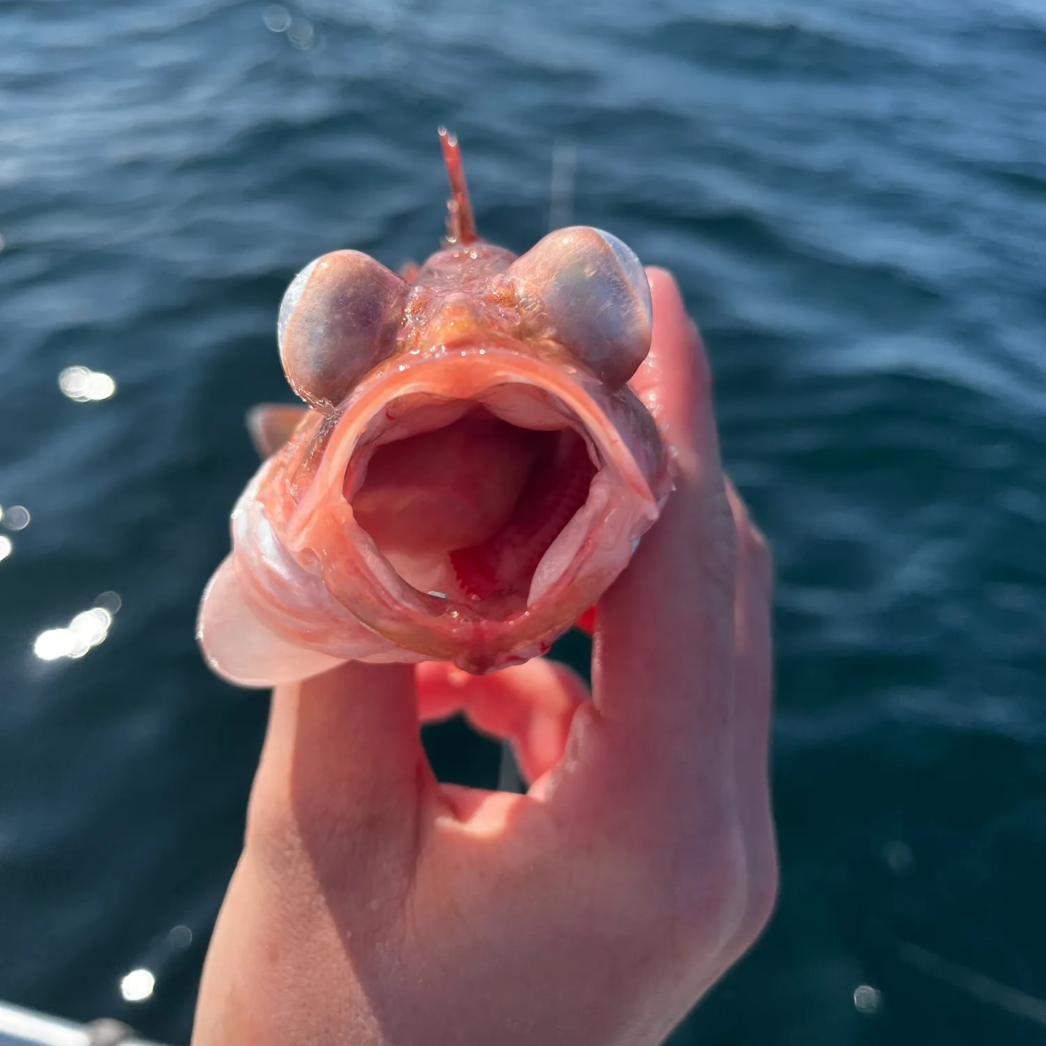 The most popular recent Acadian Redfish catch on Fishbrain