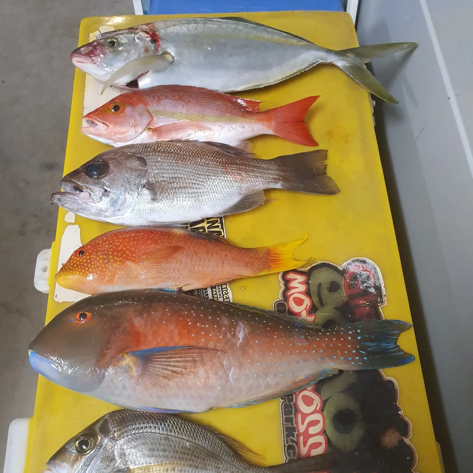 recently logged catches