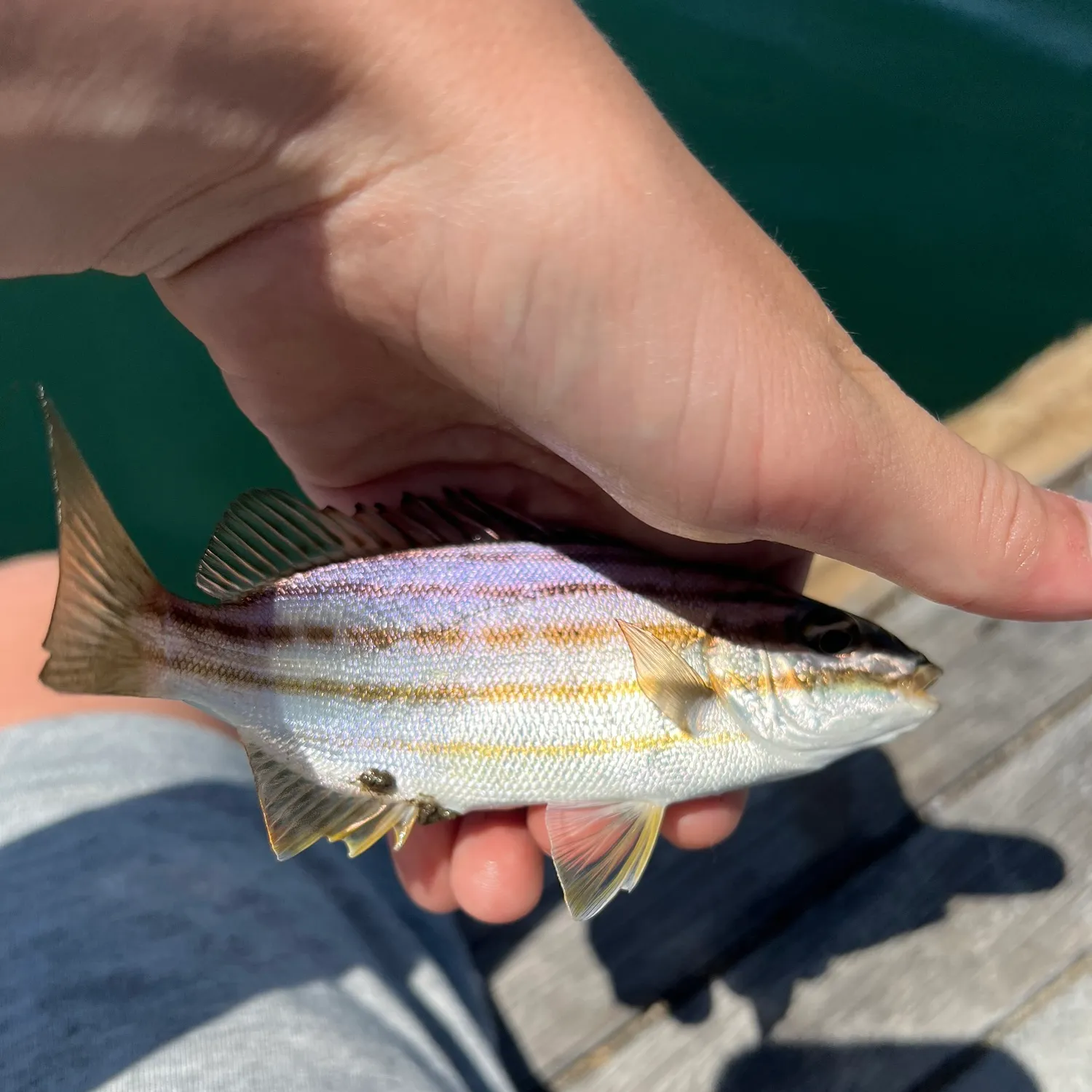 The most popular recent Eastern striped grunter catch on Fishbrain