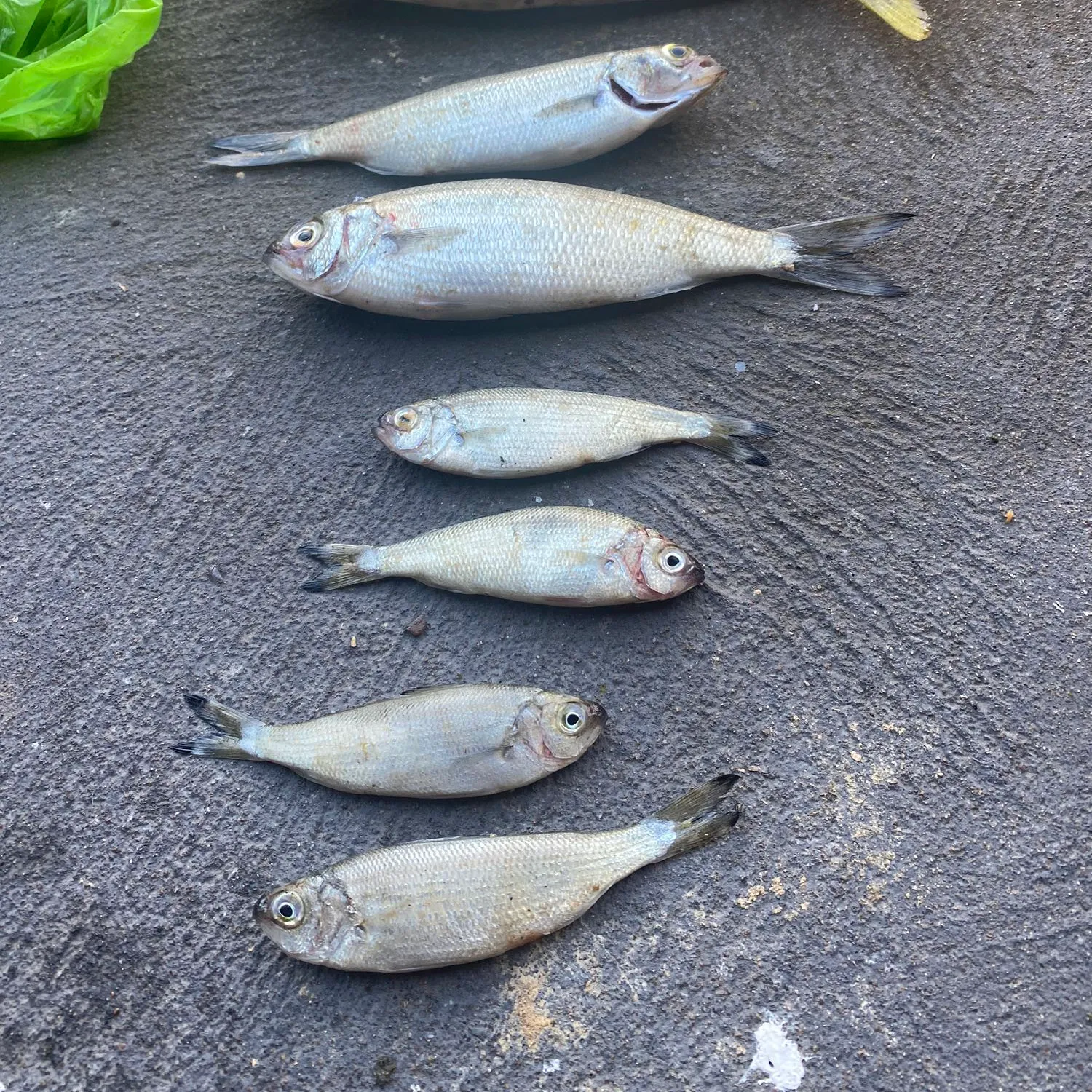 recently logged catches