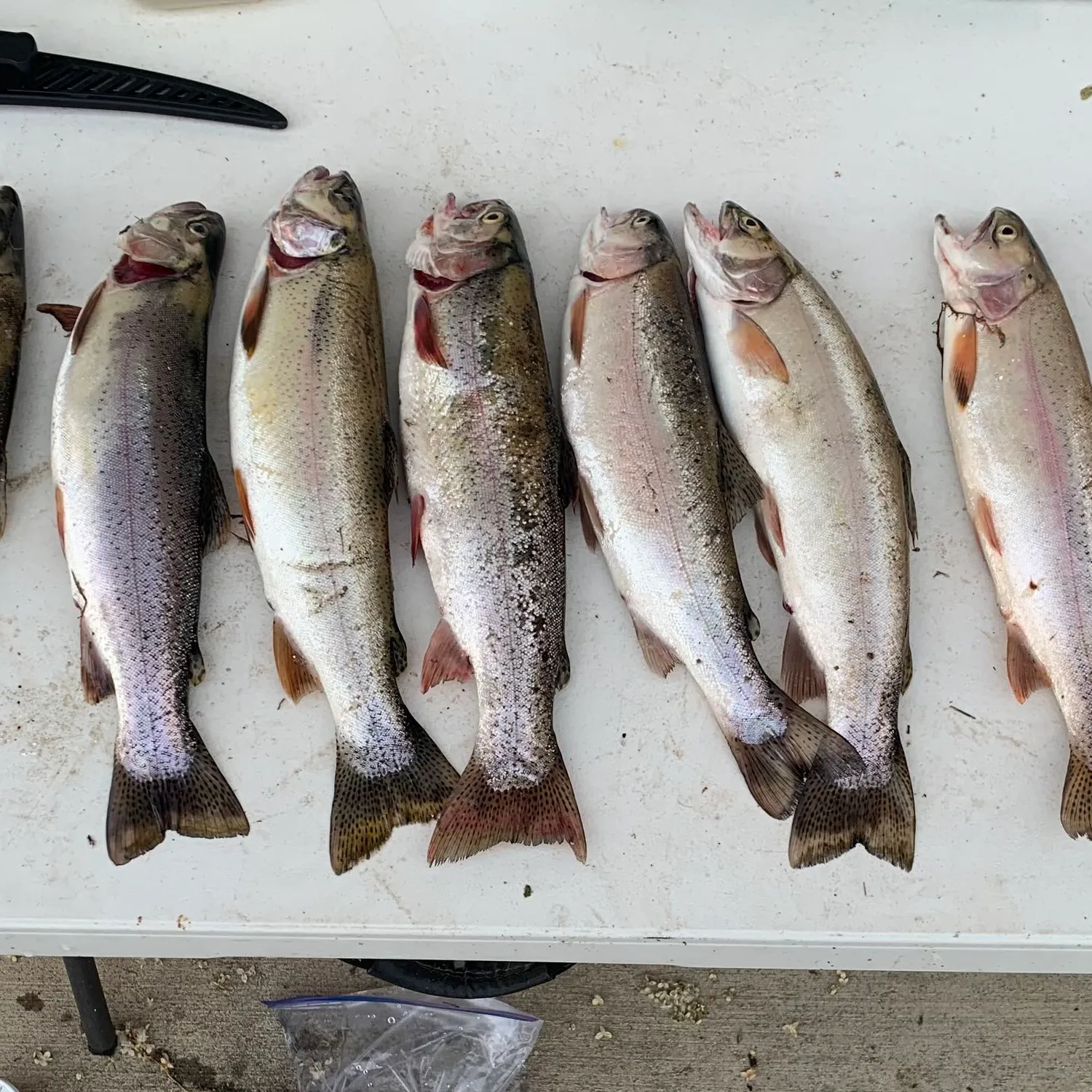 recently logged catches