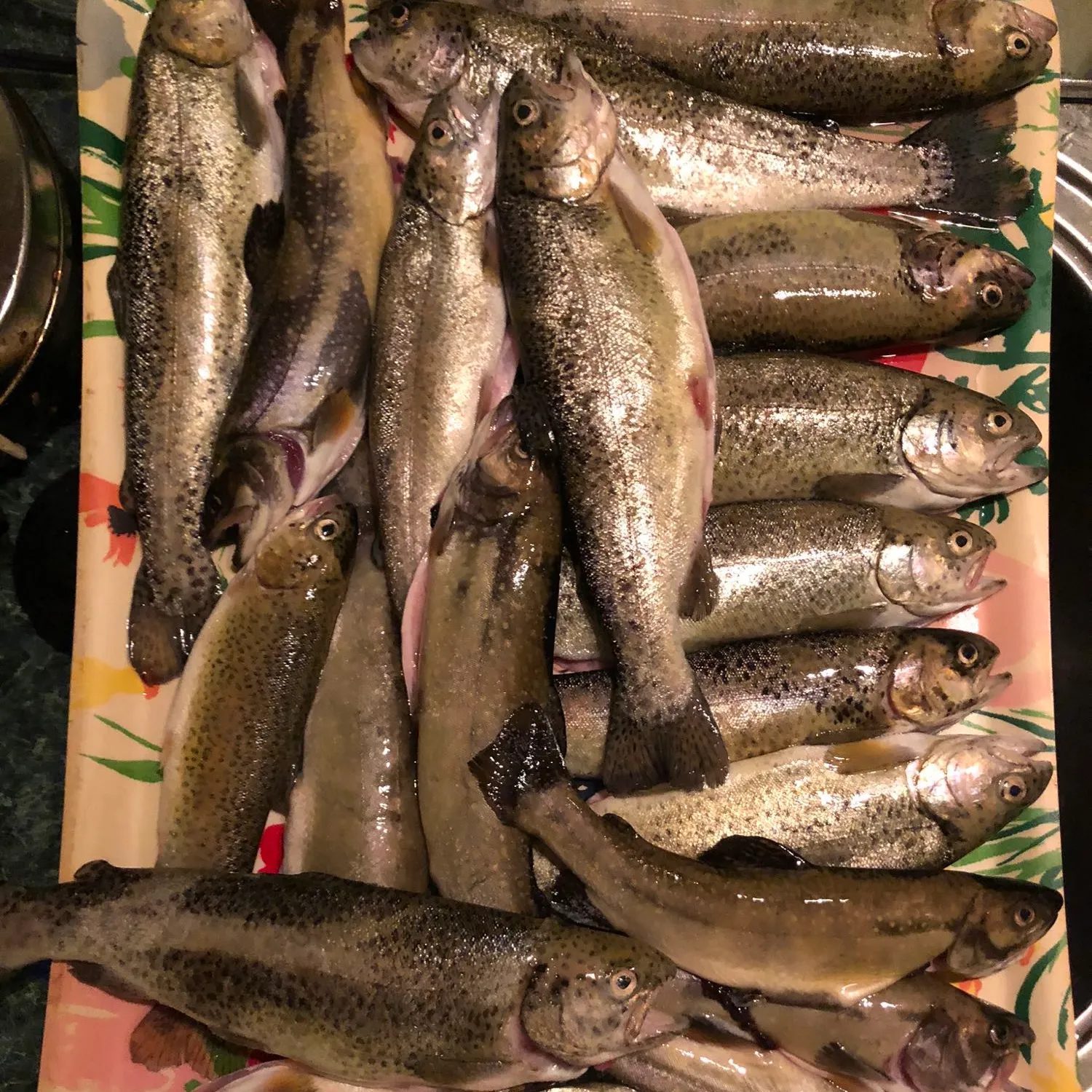 recently logged catches