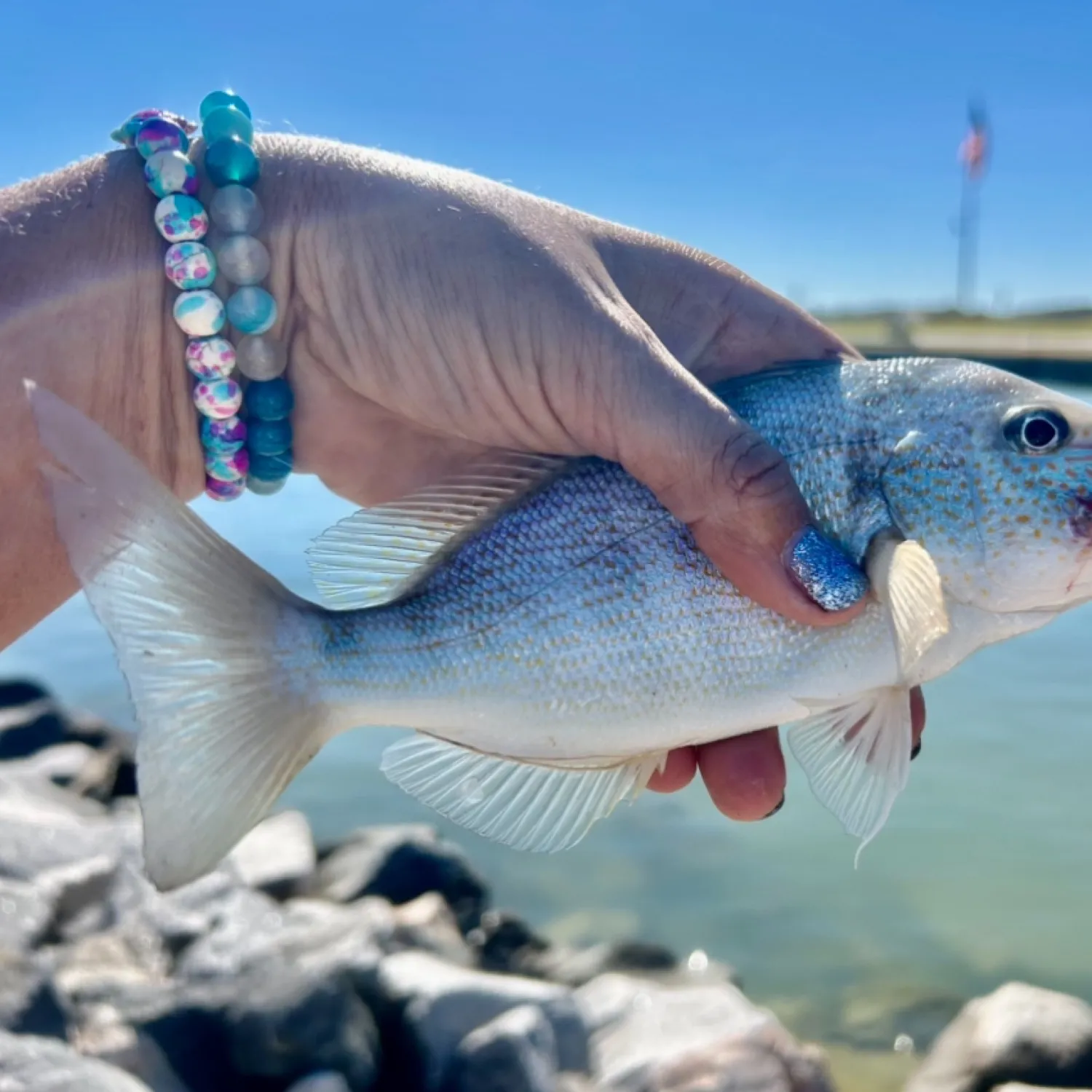 The most popular recent Pigfish catch on Fishbrain