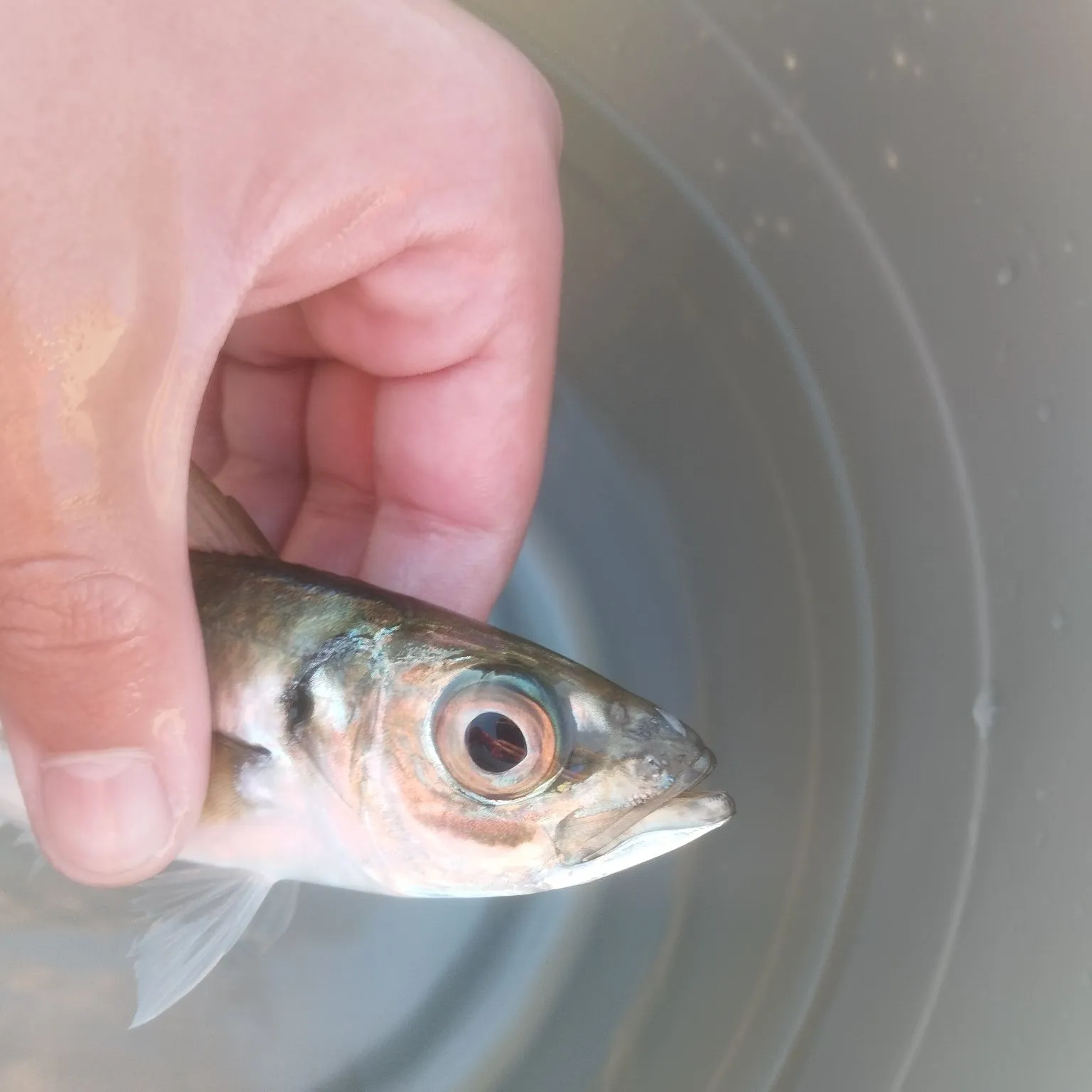 The most popular recent Mediterranean horse mackerel catch on Fishbrain