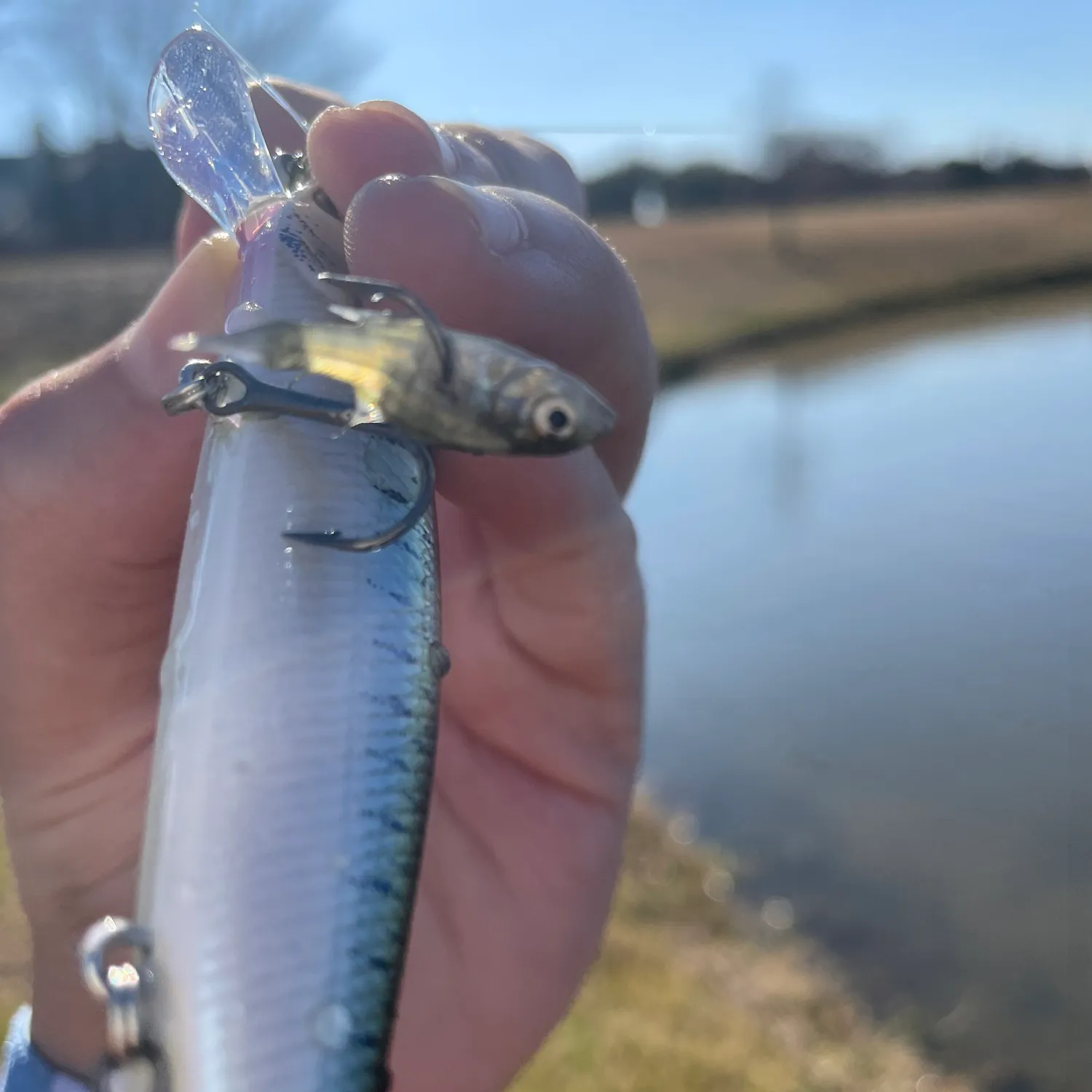 The most popular recent Stargazing minnow catch on Fishbrain