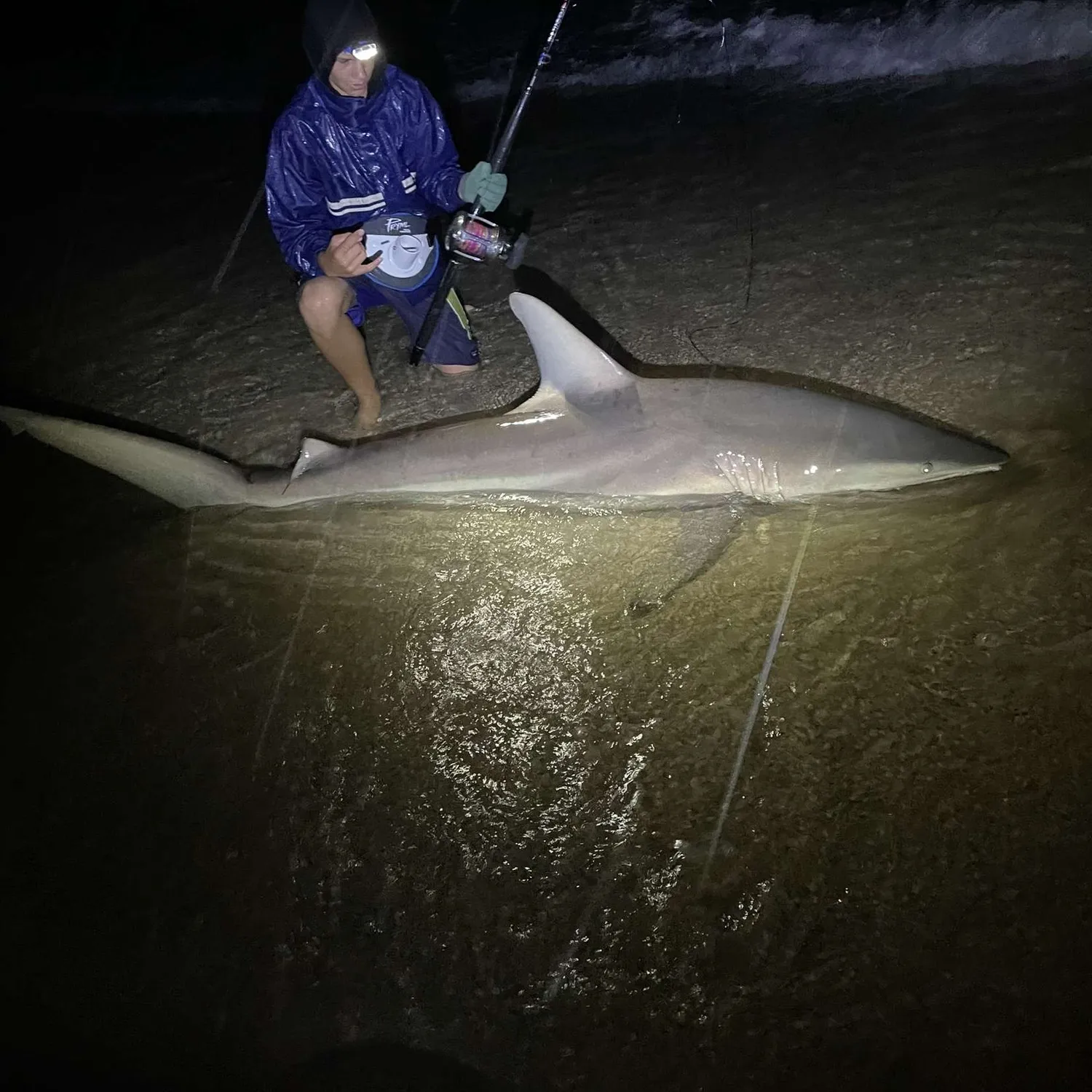 The most popular recent Silky shark catch on Fishbrain