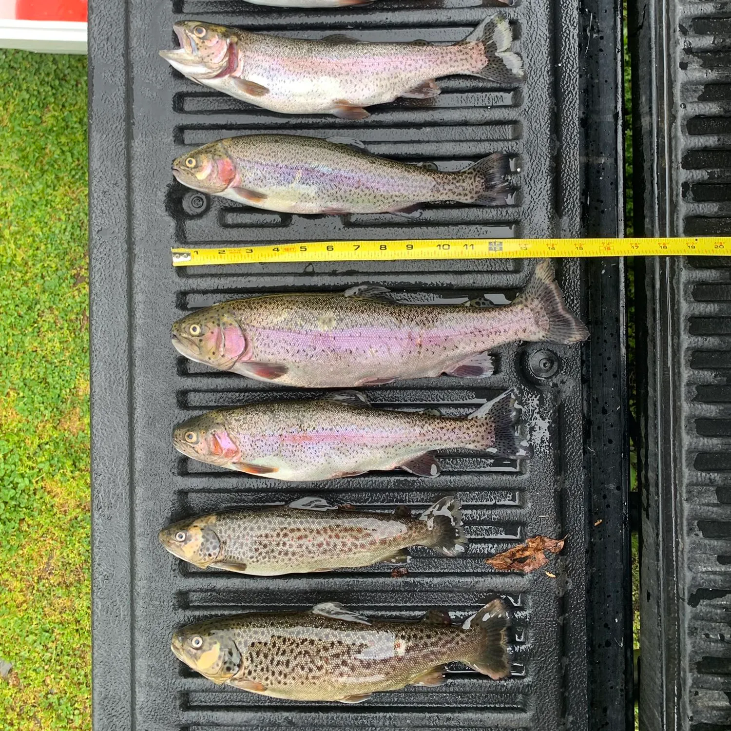 recently logged catches