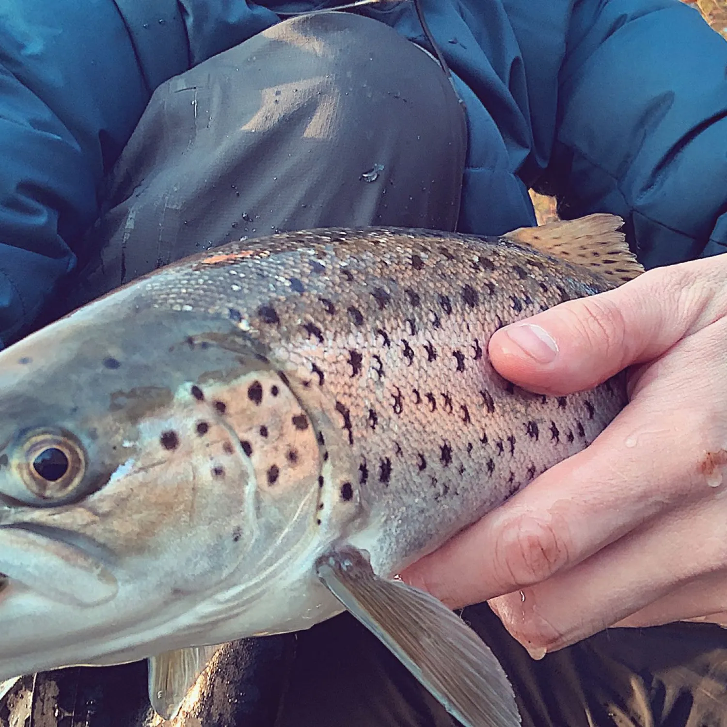 The most popular recent Tiger trout catch on Fishbrain