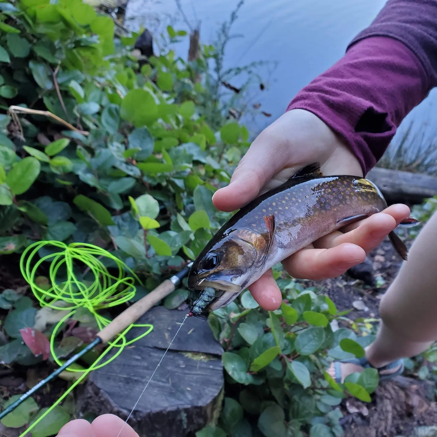 recently logged catches