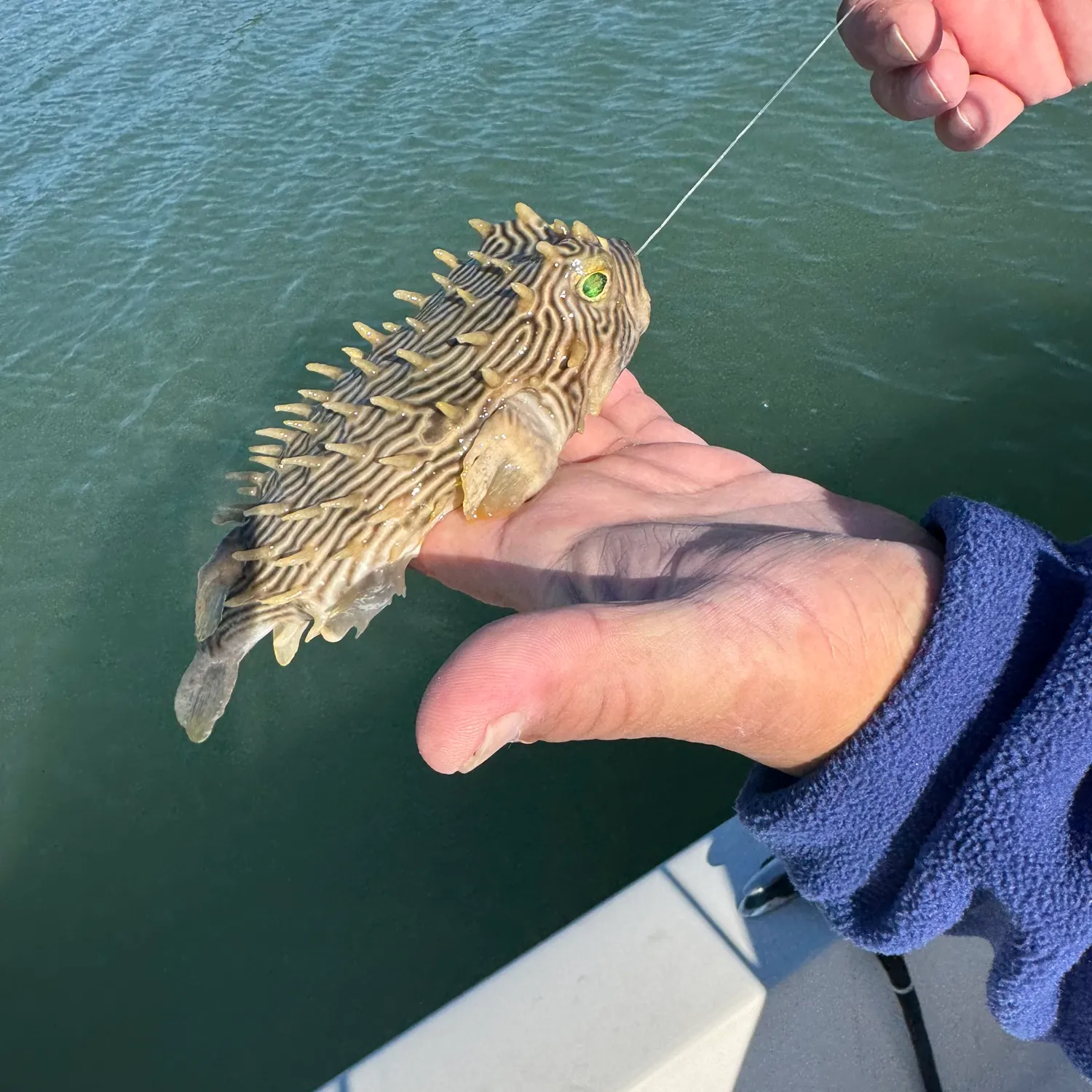 The most popular recent White-spotted puffer catch on Fishbrain