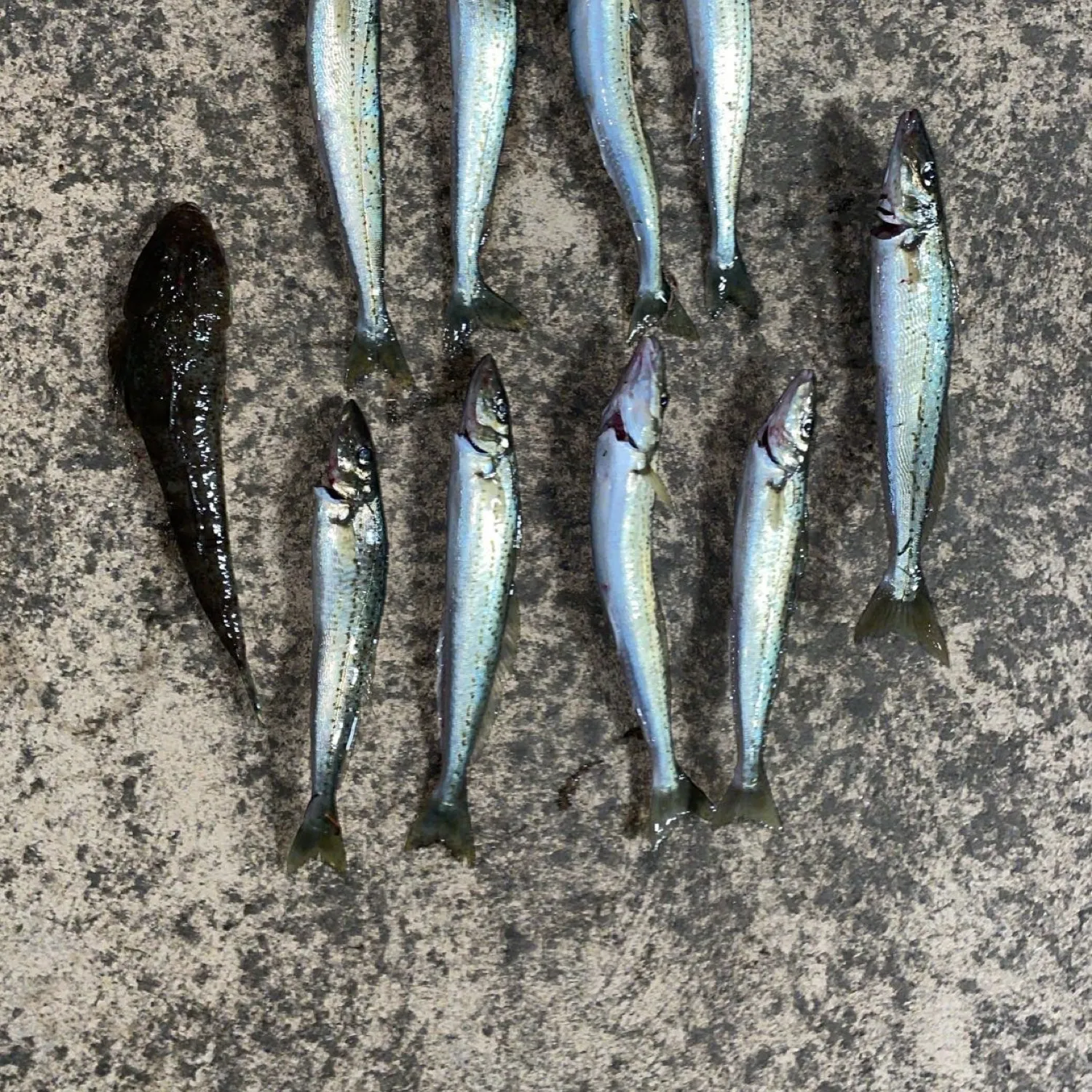 recently logged catches