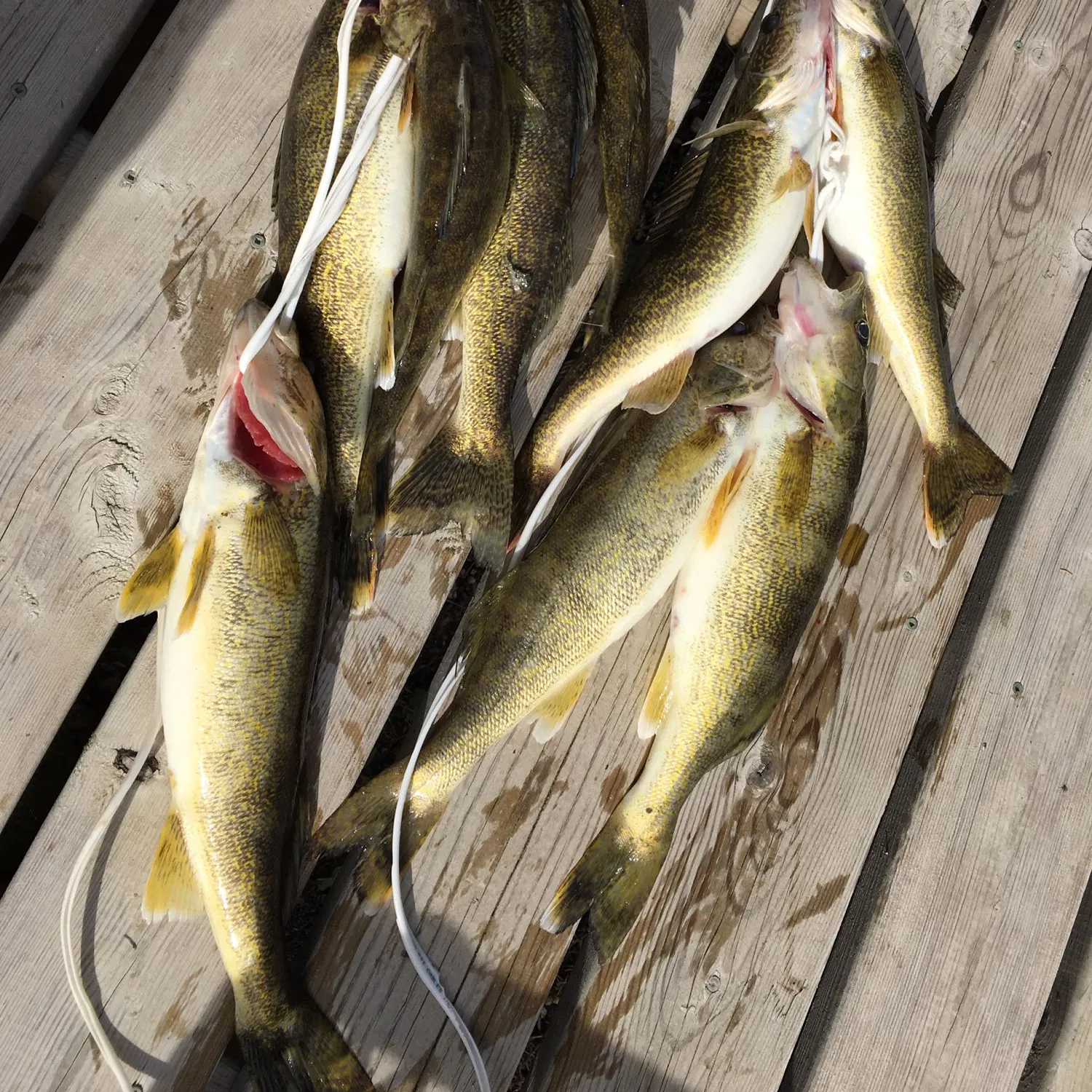 recently logged catches