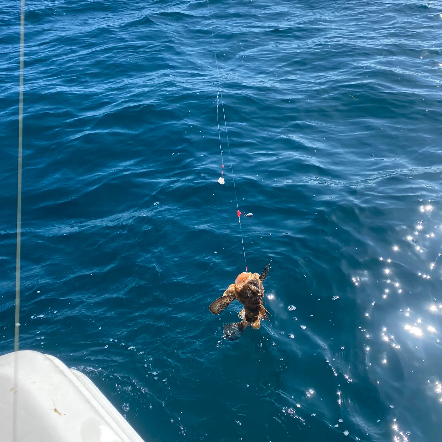 The most popular recent Orange-spotted grouper catch on Fishbrain