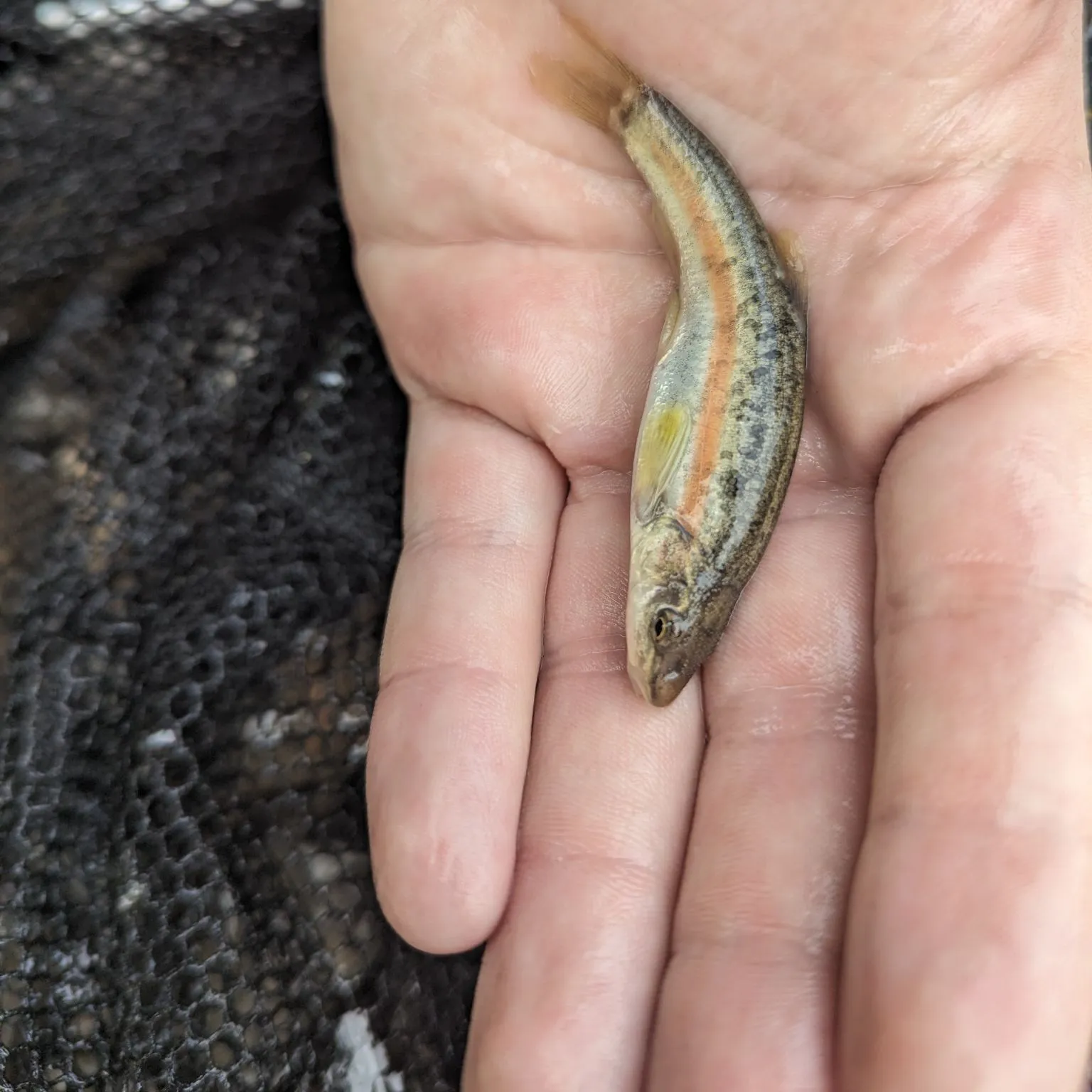 The most popular recent Western blacknose dace catch on Fishbrain