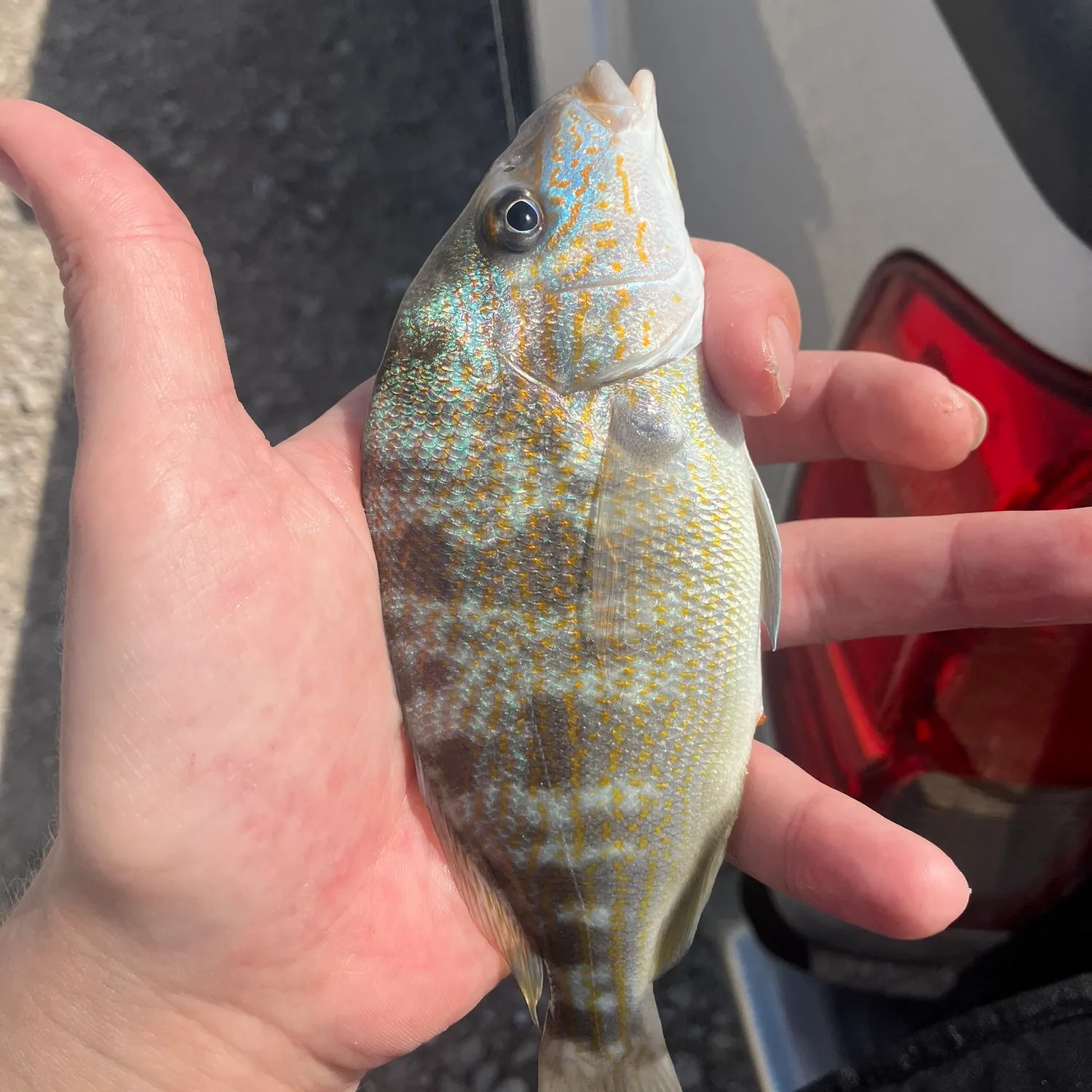 The most popular recent Littlehead Porgy catch on Fishbrain