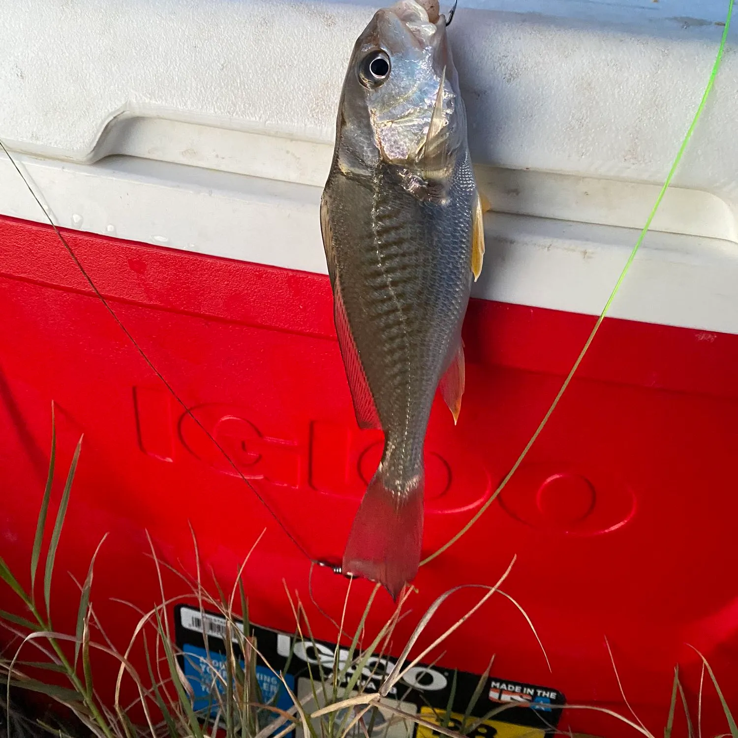 ᐅ Tensaw River fishing reports🎣• Mobile, AL (United States) fishing