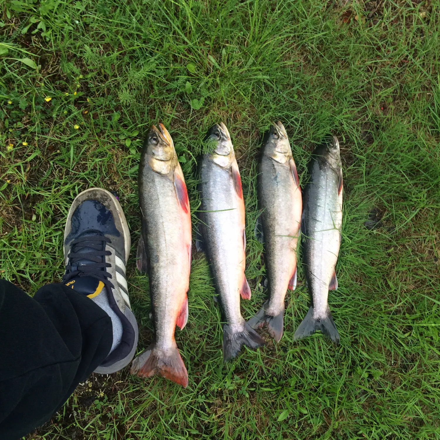 recently logged catches