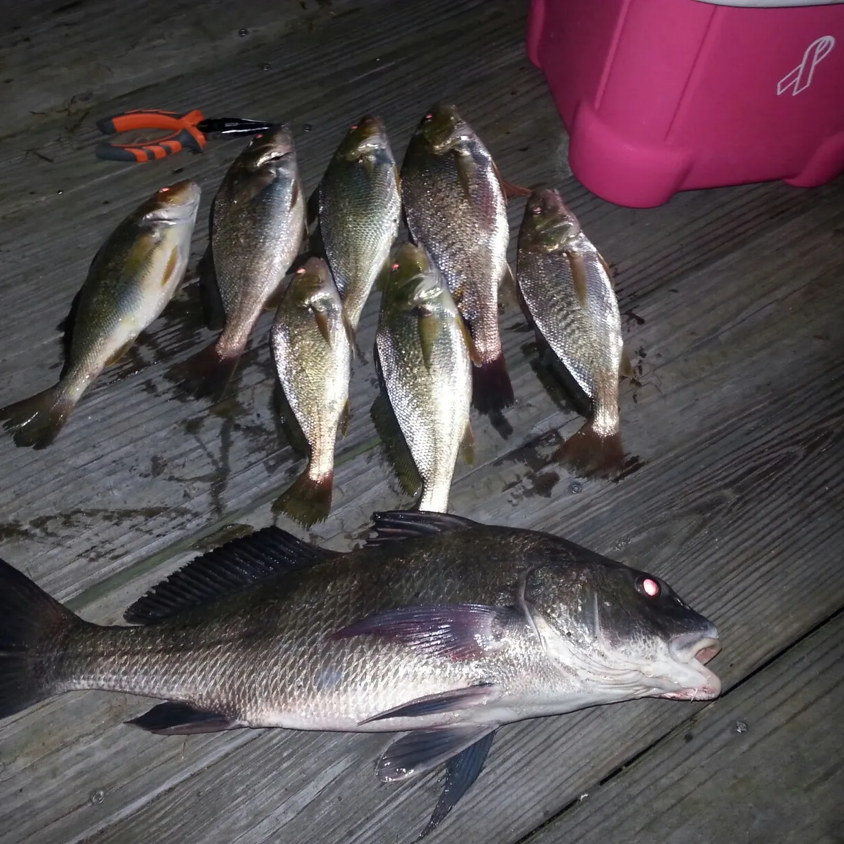 recently logged catches