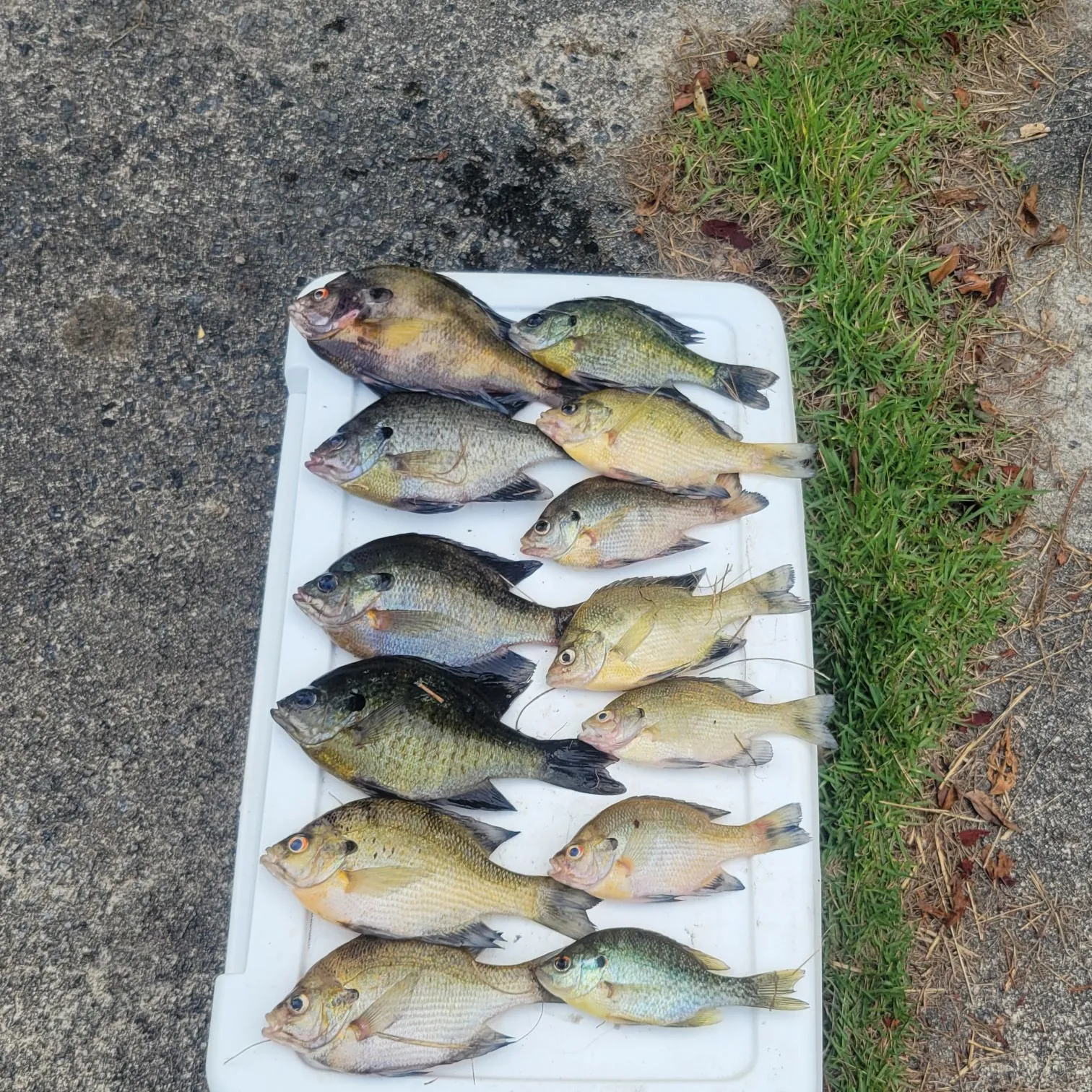 recently logged catches