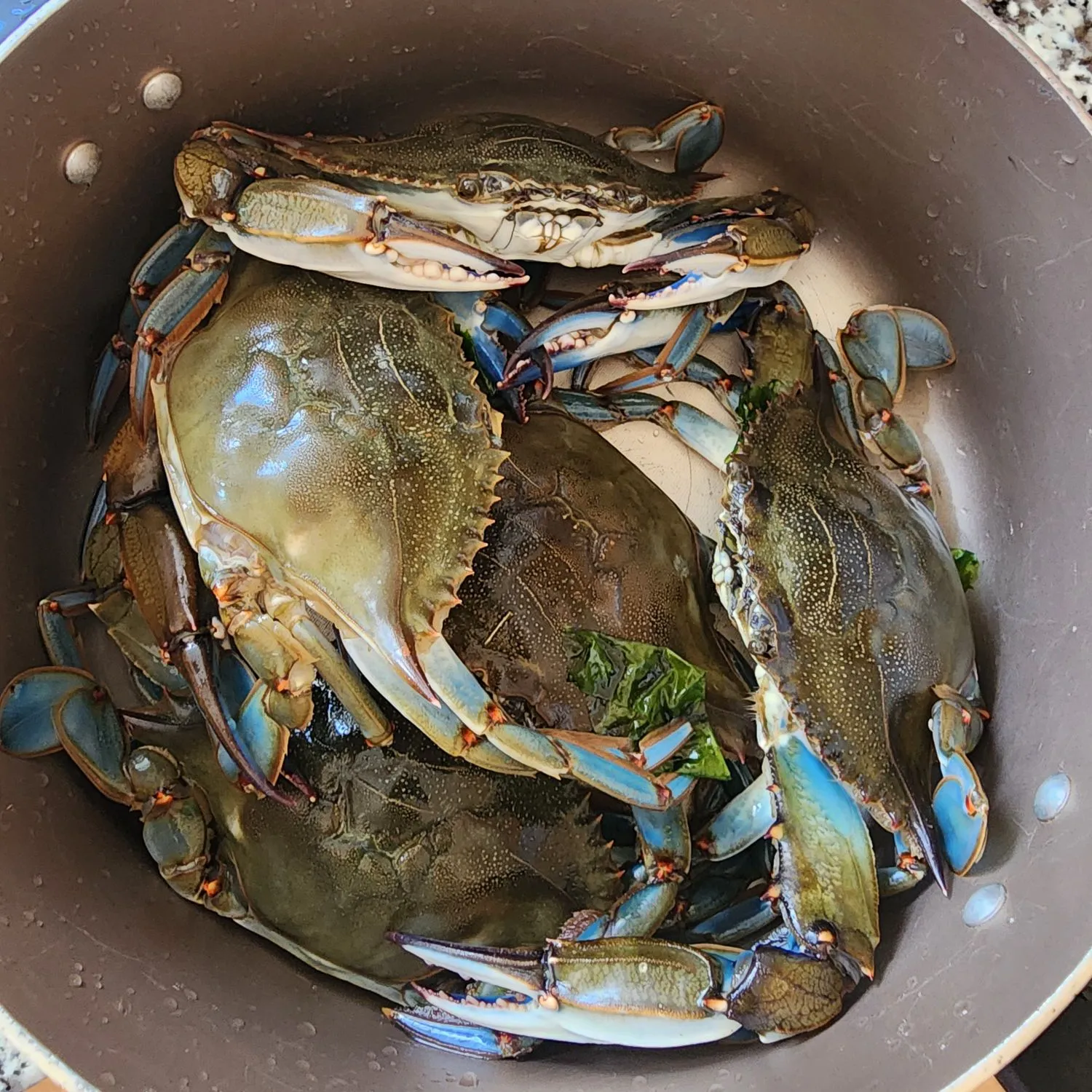 The most popular recent Blue swimmer crab catch on Fishbrain