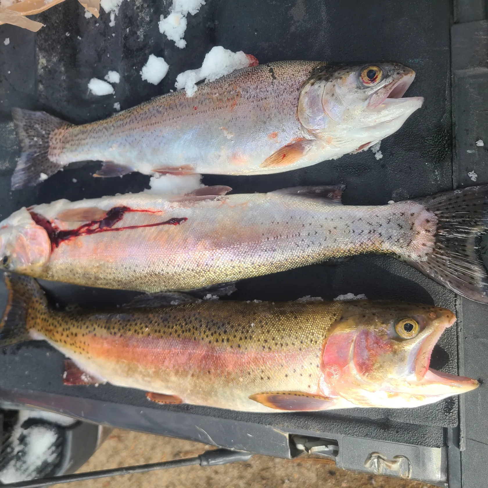 ᐅ Antelope Lake fishing reports🎣• Susanville, CA (United States) fishing