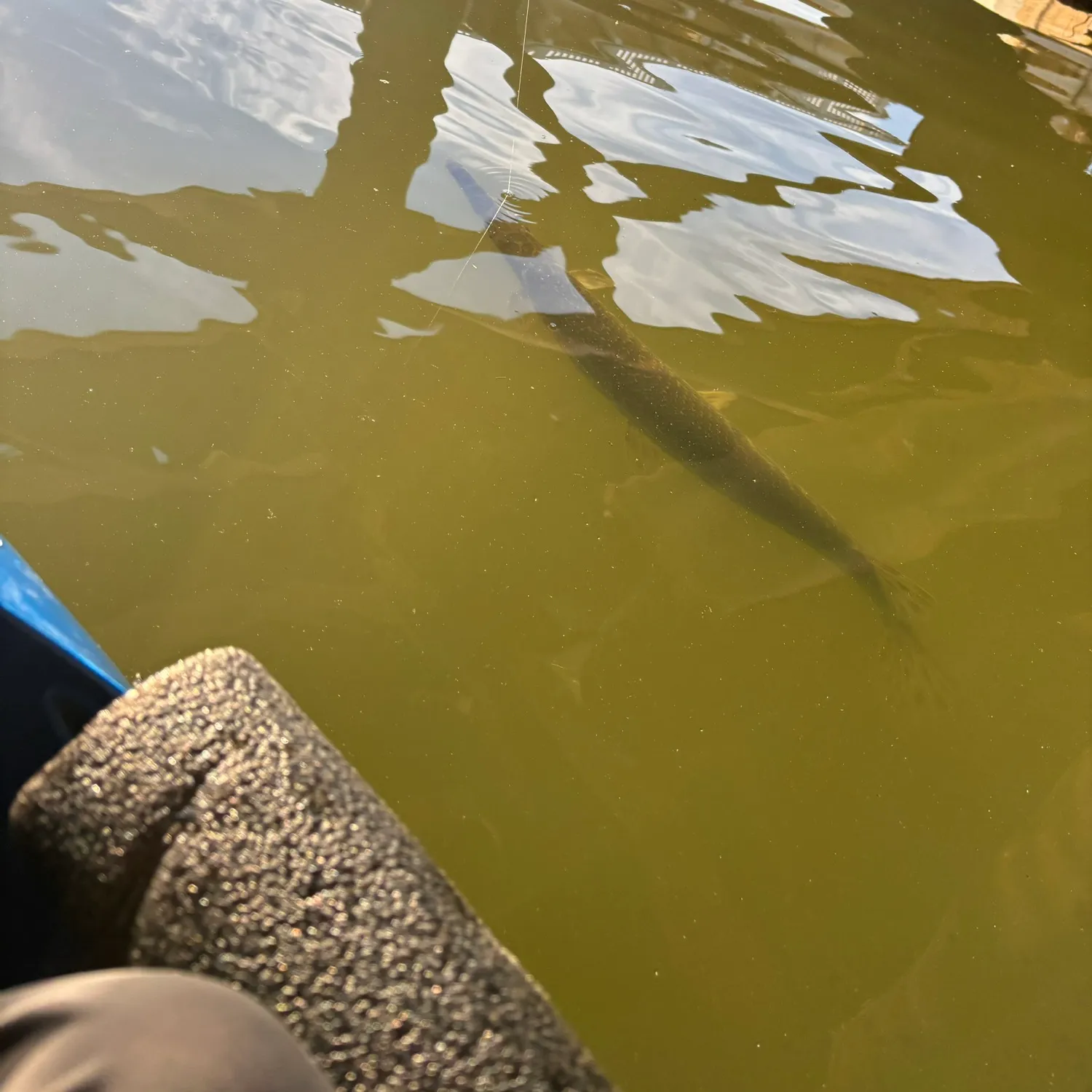 The most popular recent Shortnose gar catch on Fishbrain