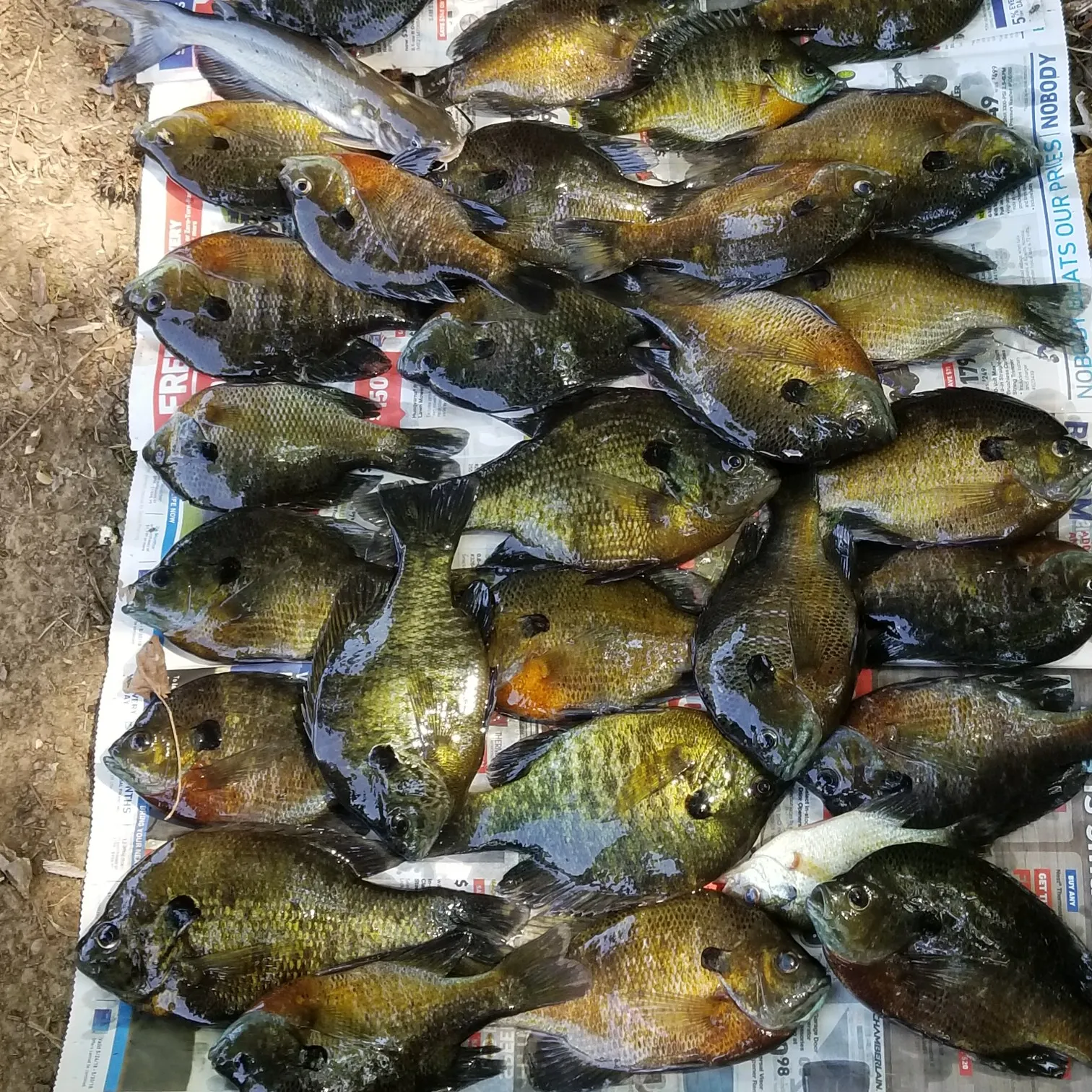 recently logged catches