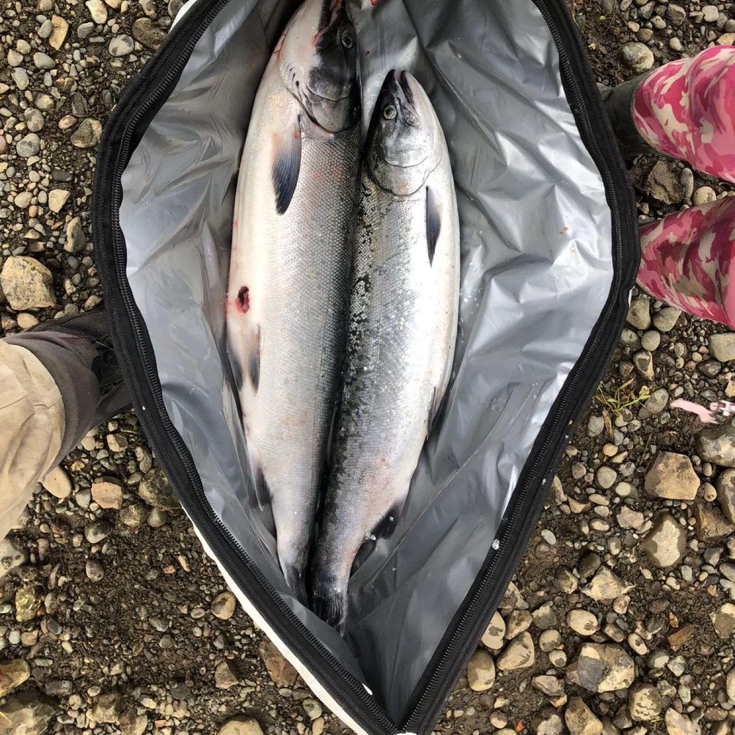 recently logged catches