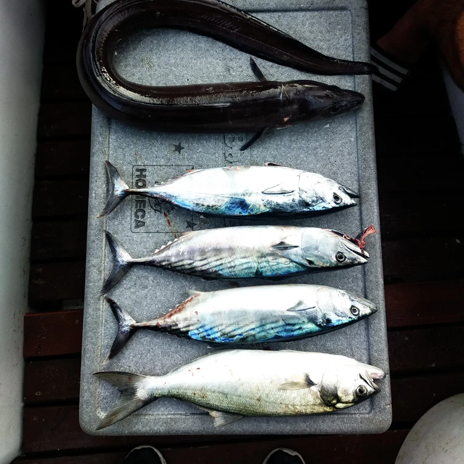 recently logged catches