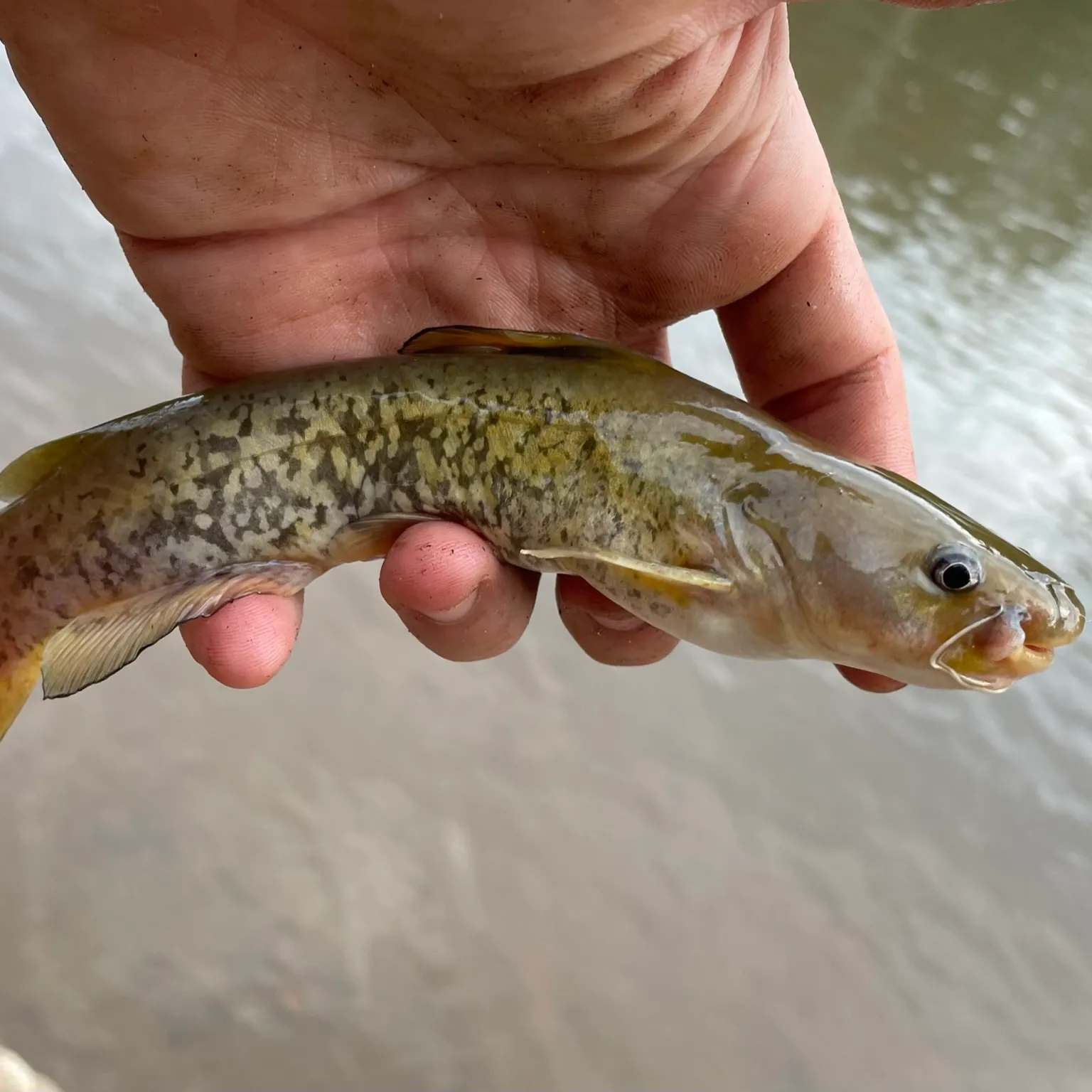 The most popular recent Flat bullhead catch on Fishbrain