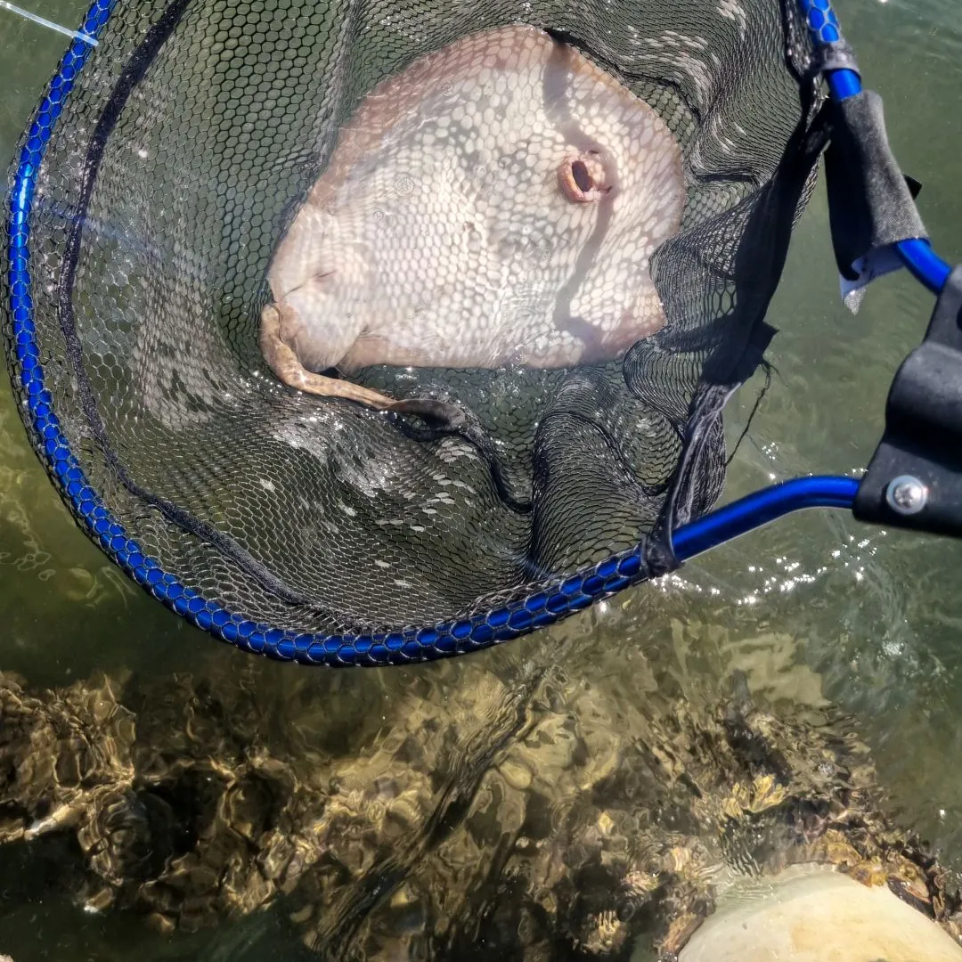 The most popular recent Common stingaree catch on Fishbrain