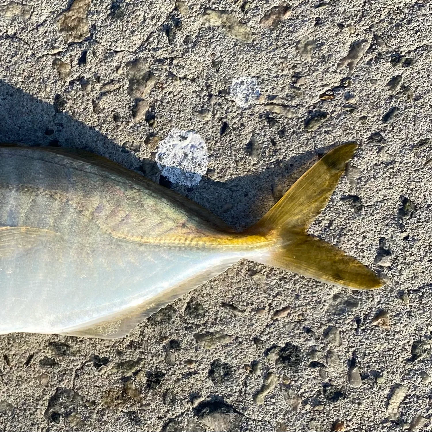 The most popular recent Whitefin trevally catch on Fishbrain