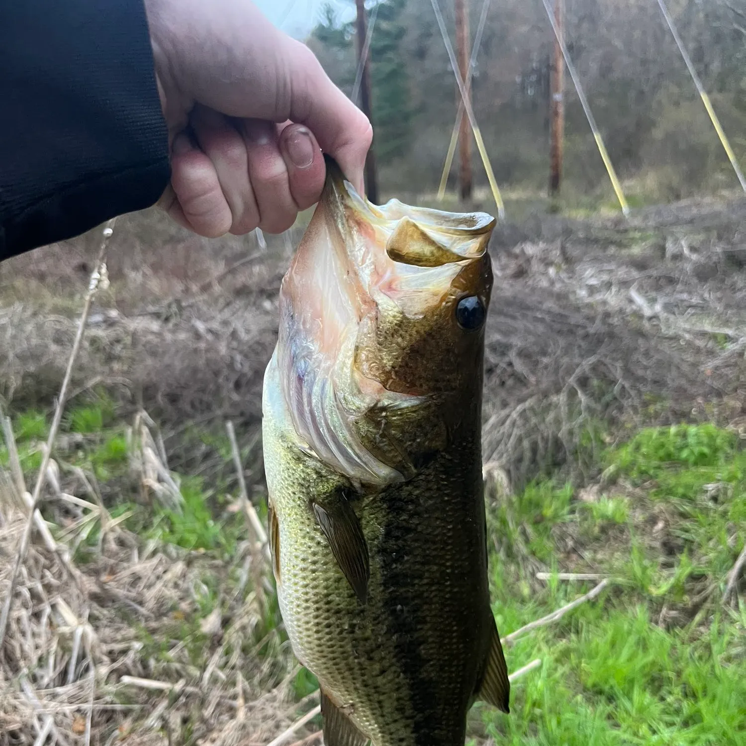 ᐅ French Stream fishing reports🎣• Hanover, MA (United States) fishing