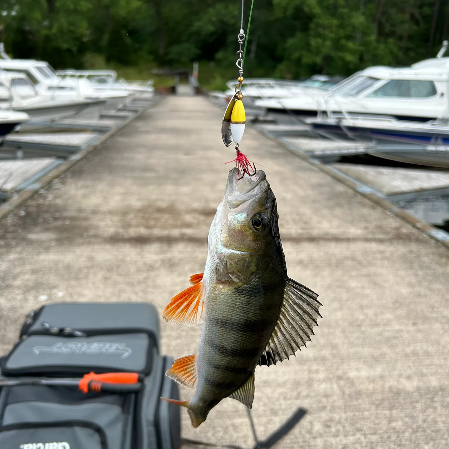 recently logged catches