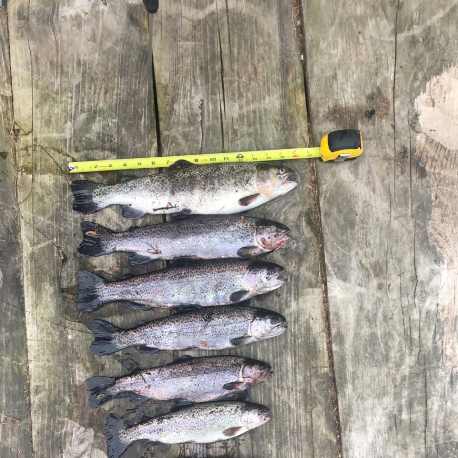 recently logged catches