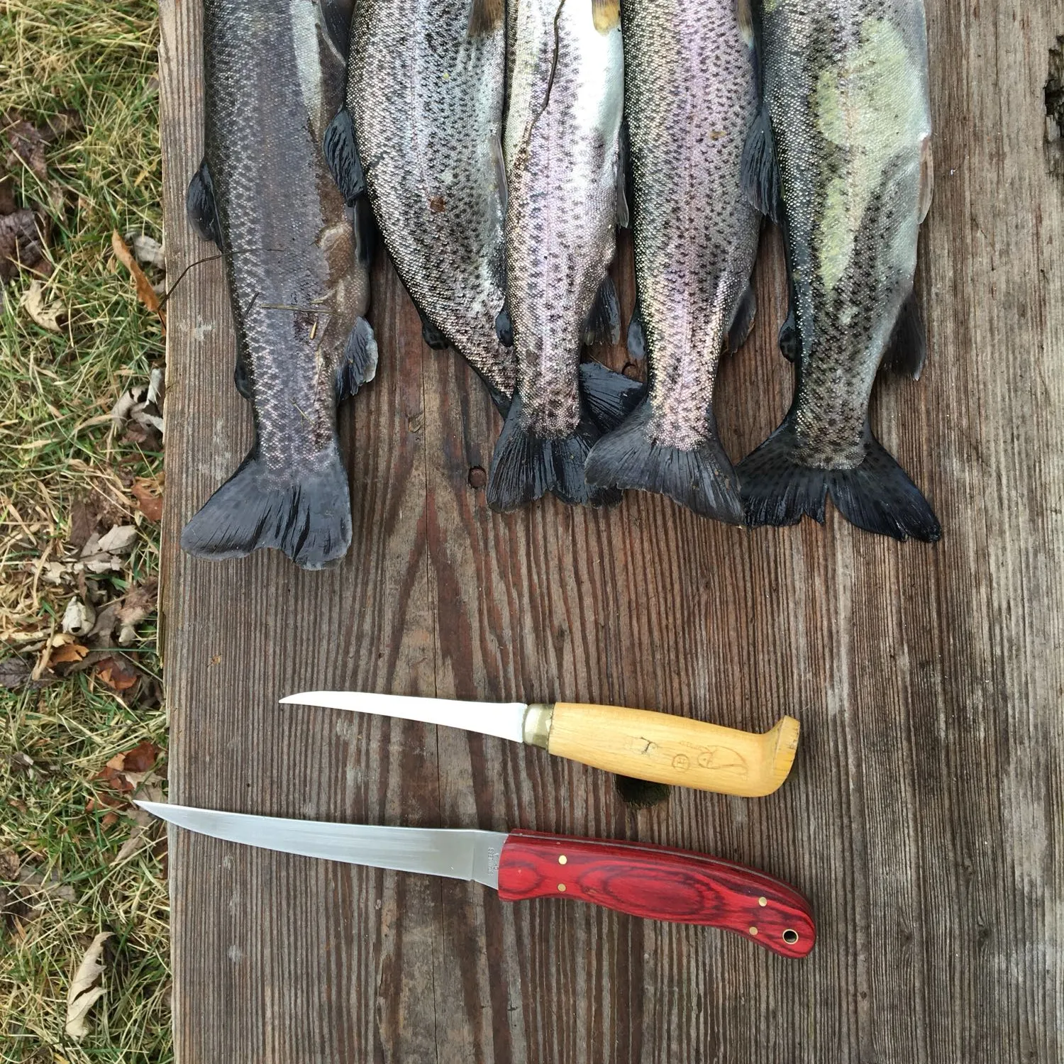 recently logged catches