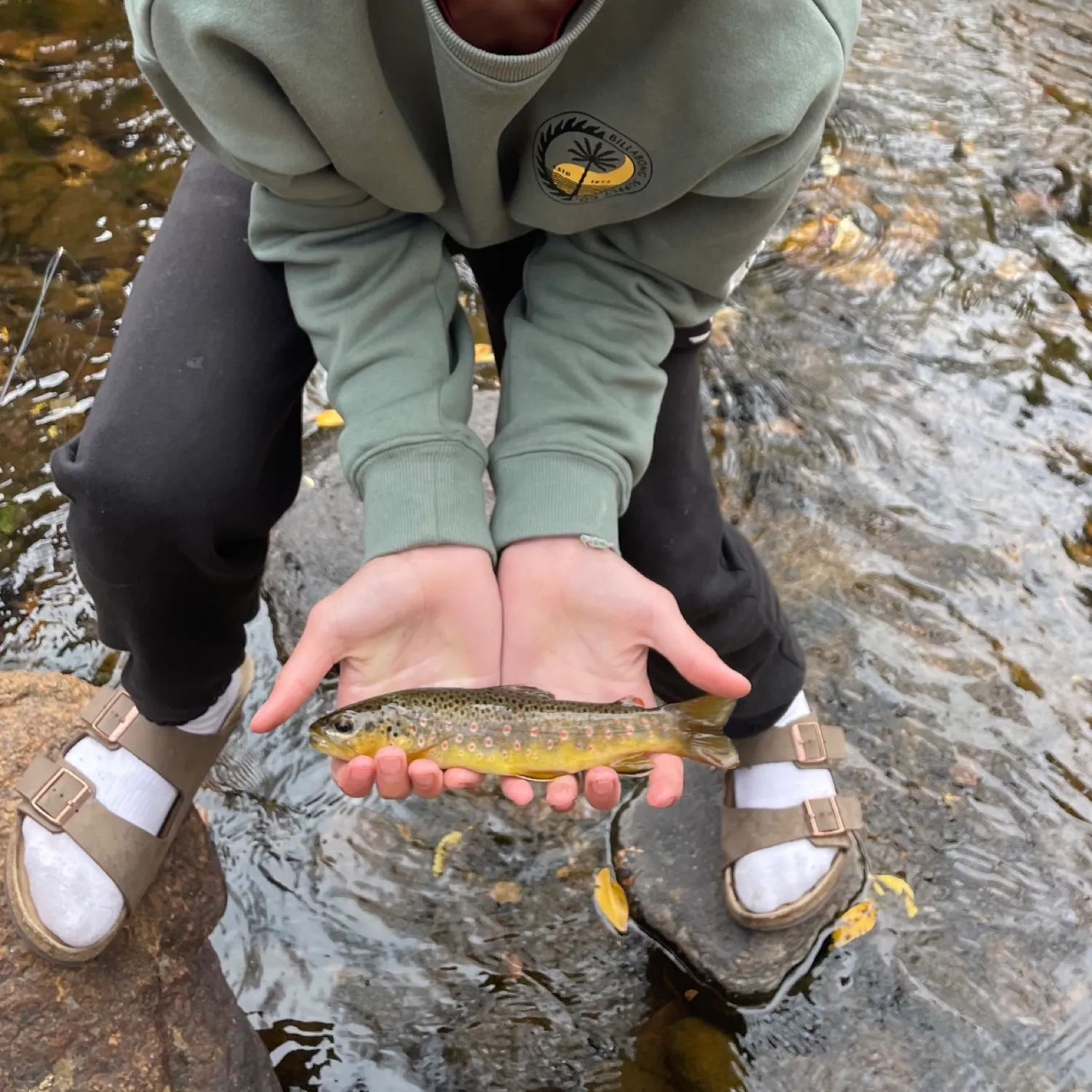 recently logged catches