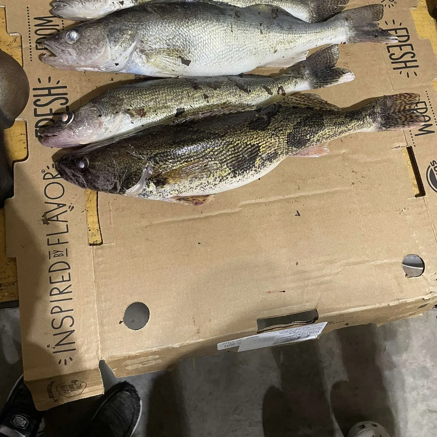 recently logged catches