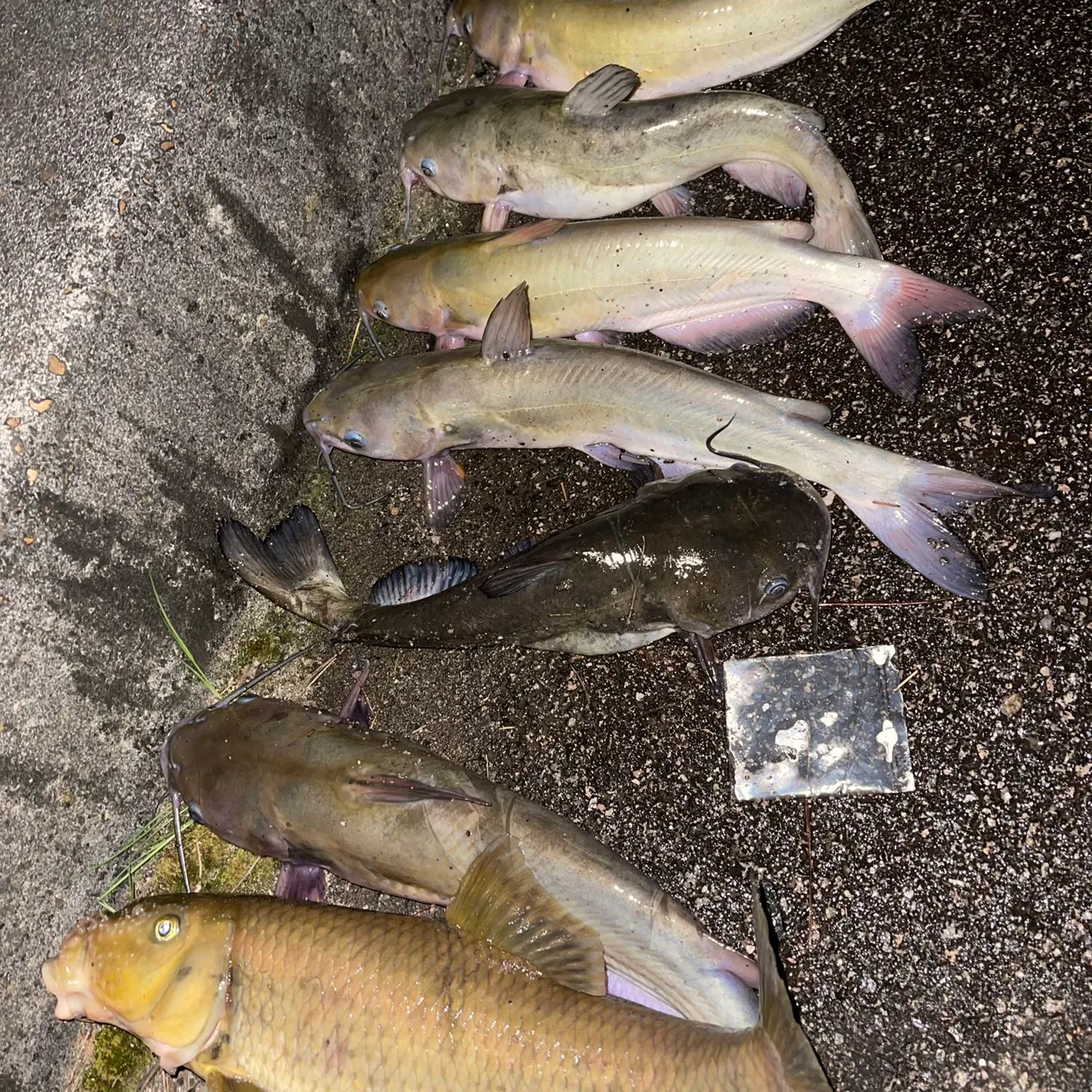 recently logged catches