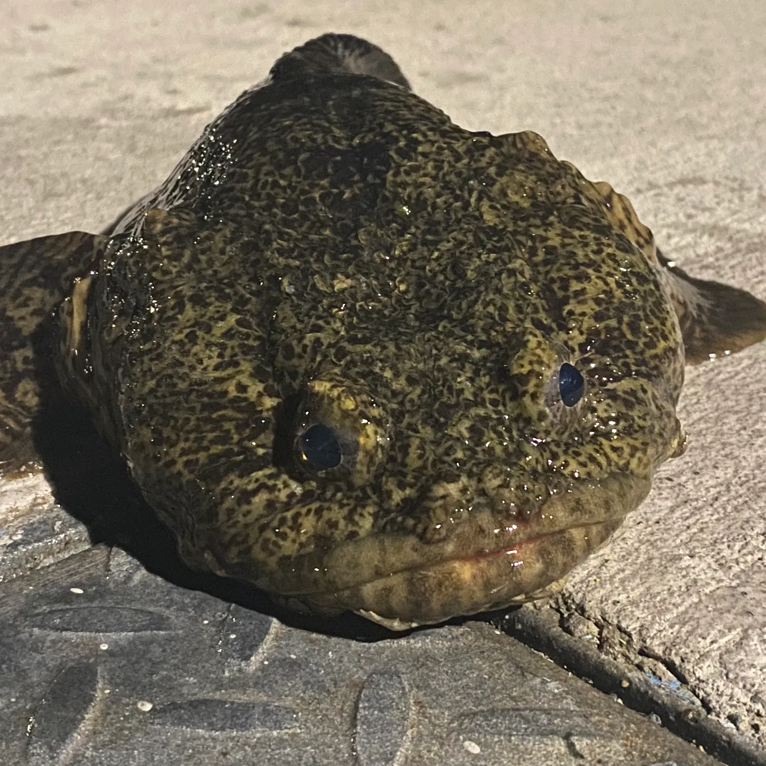 The most popular recent Oyster toadfish catch on Fishbrain