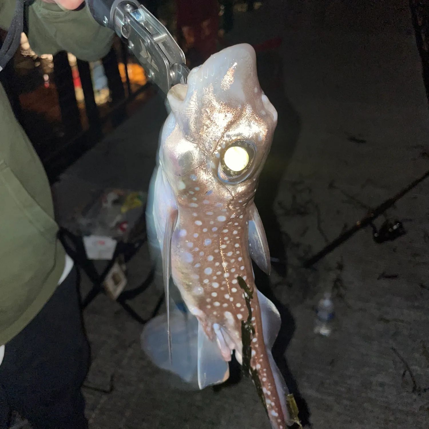 The most popular recent Ratfish catch on Fishbrain