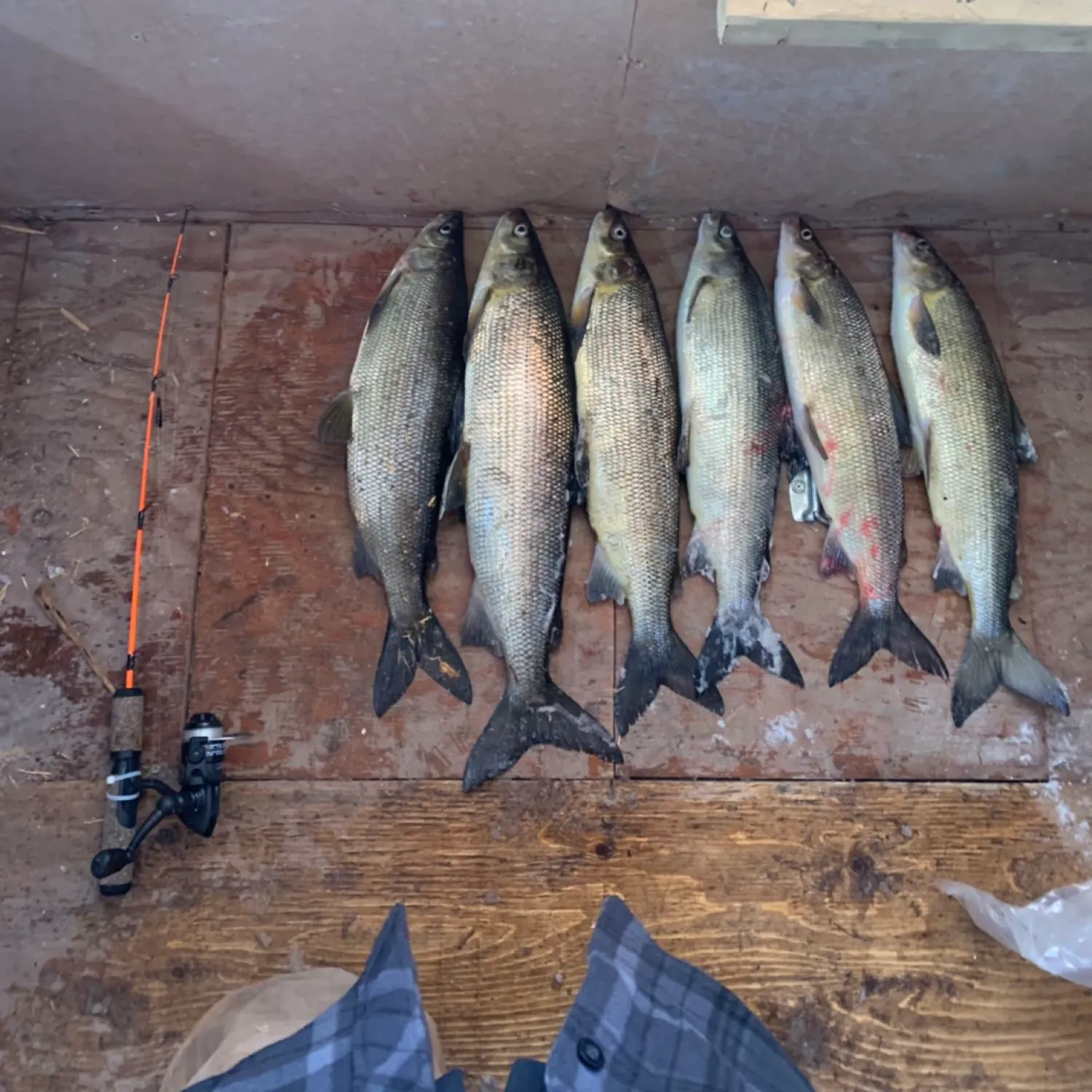 recently logged catches