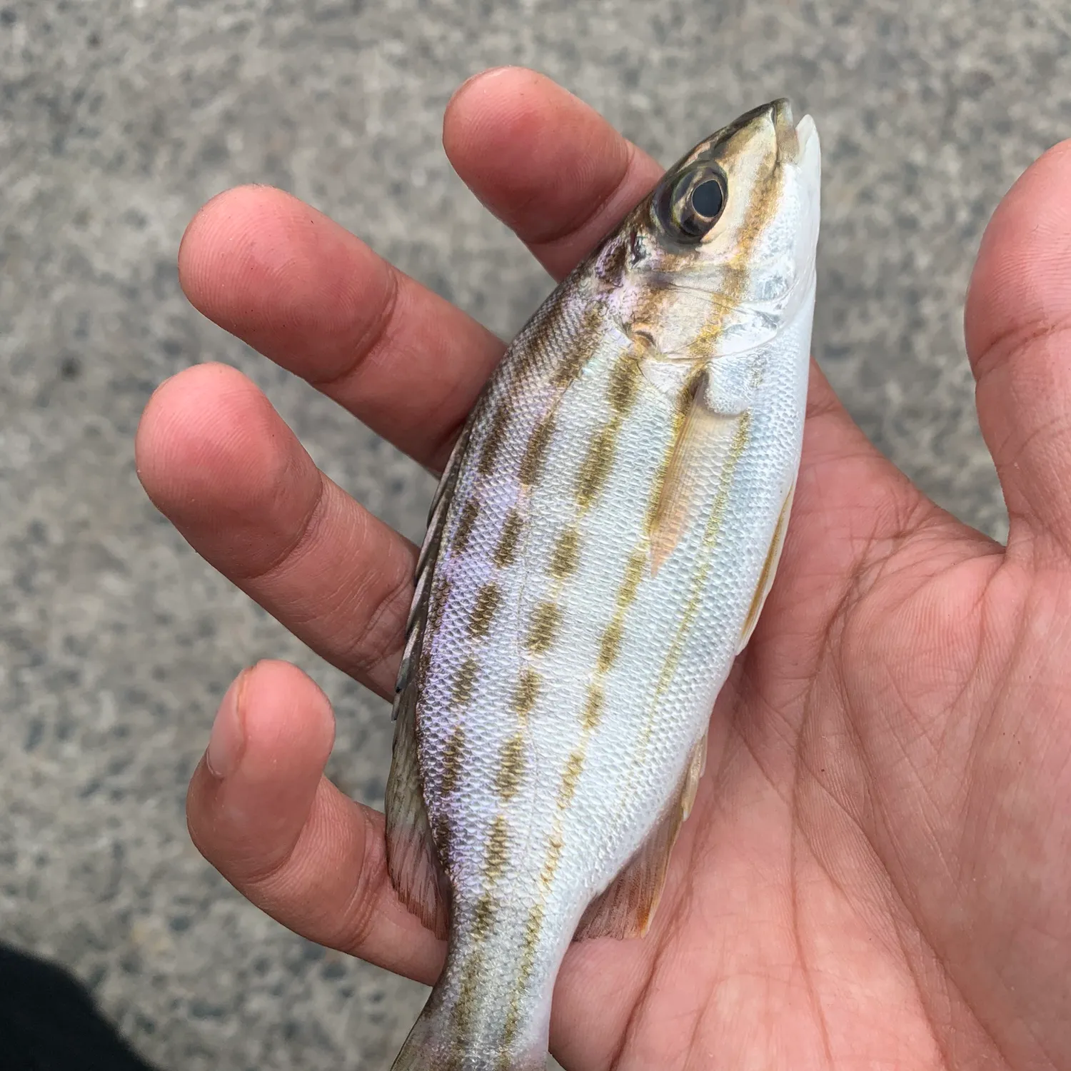 The most popular recent Eastern striped grunter catch on Fishbrain