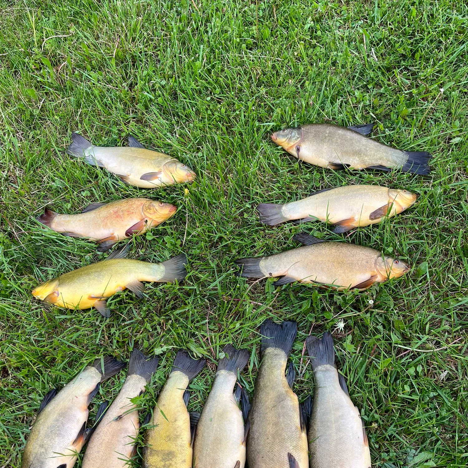 recently logged catches