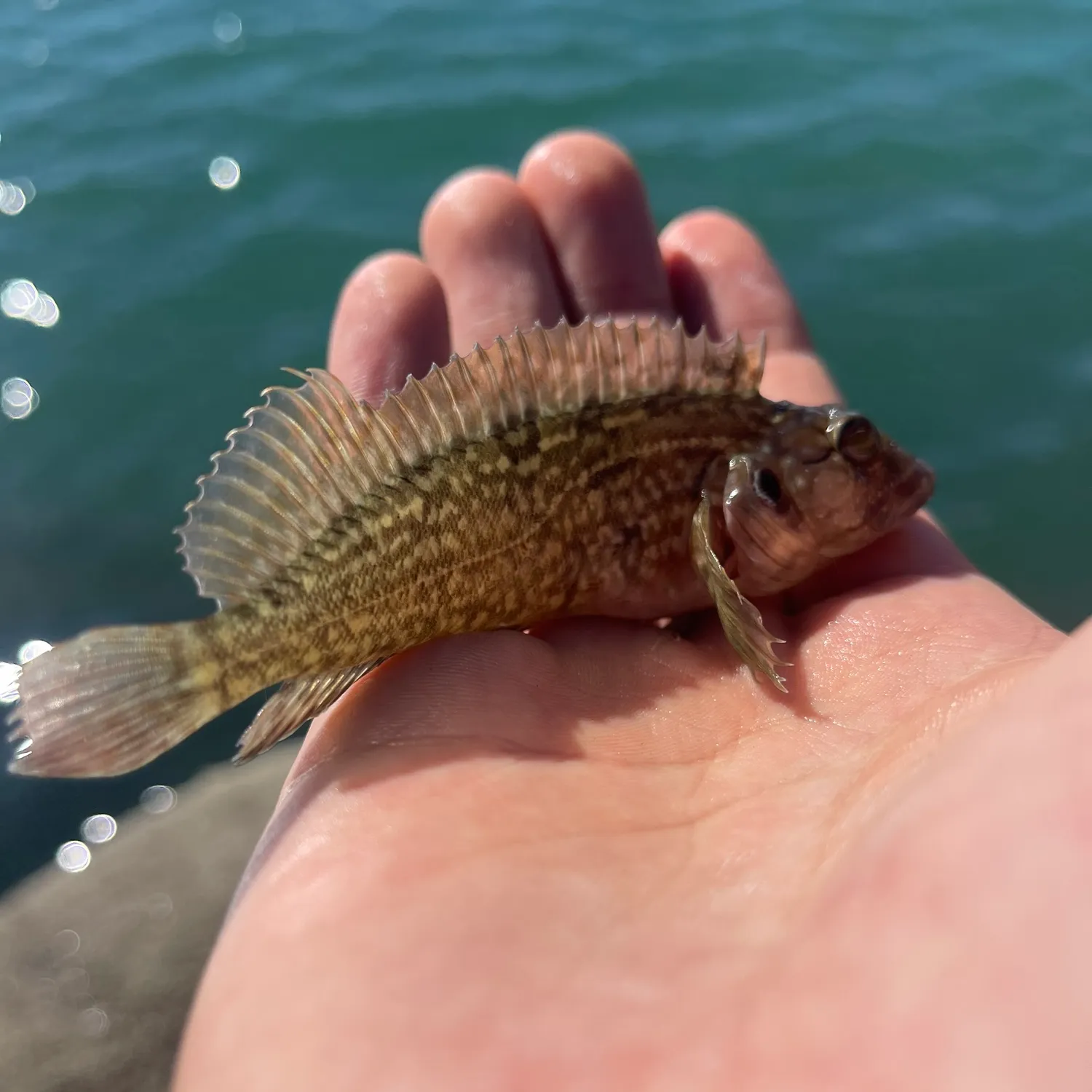 The most popular recent Hairy blenny catch on Fishbrain