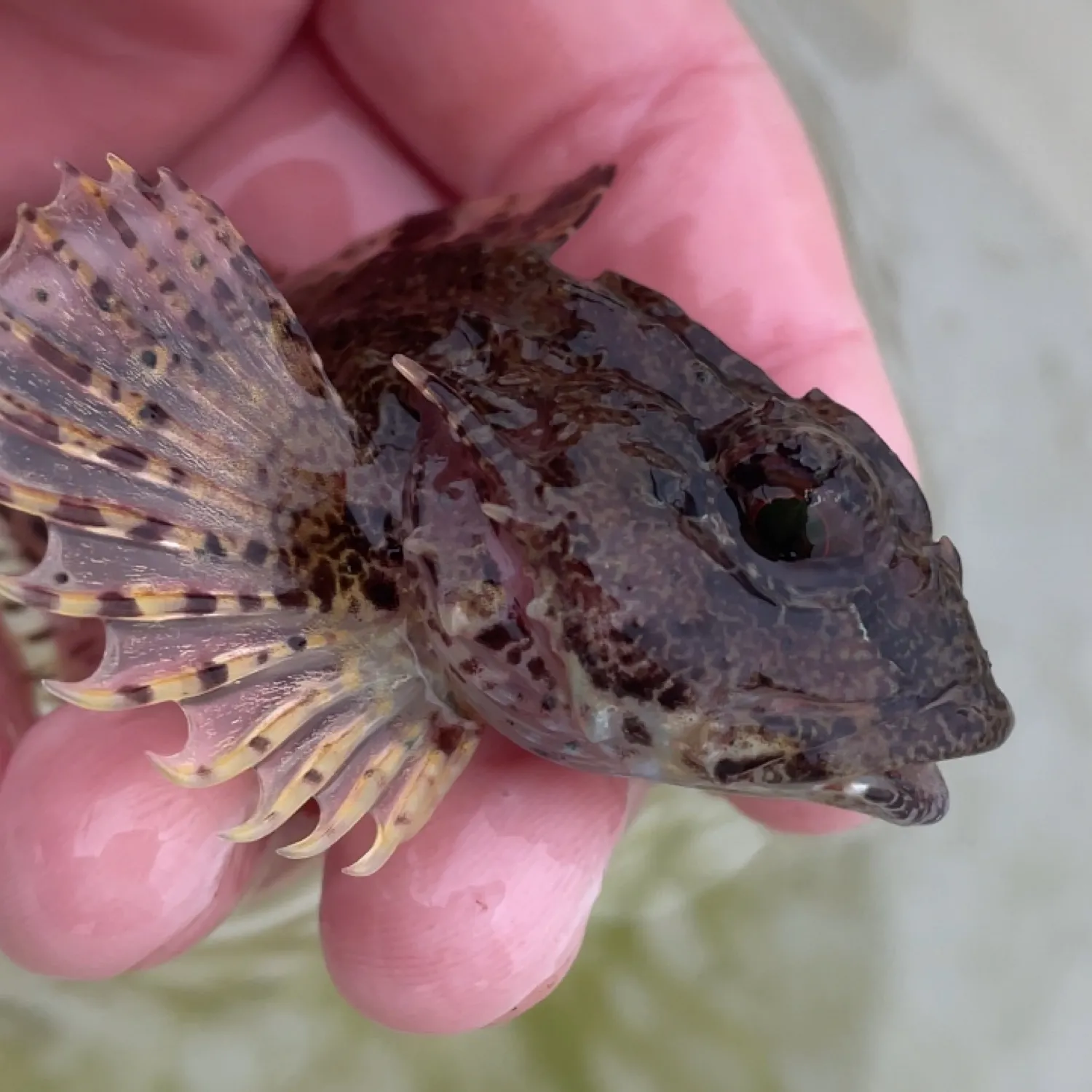 The most popular recent Longspined bullhead catch on Fishbrain