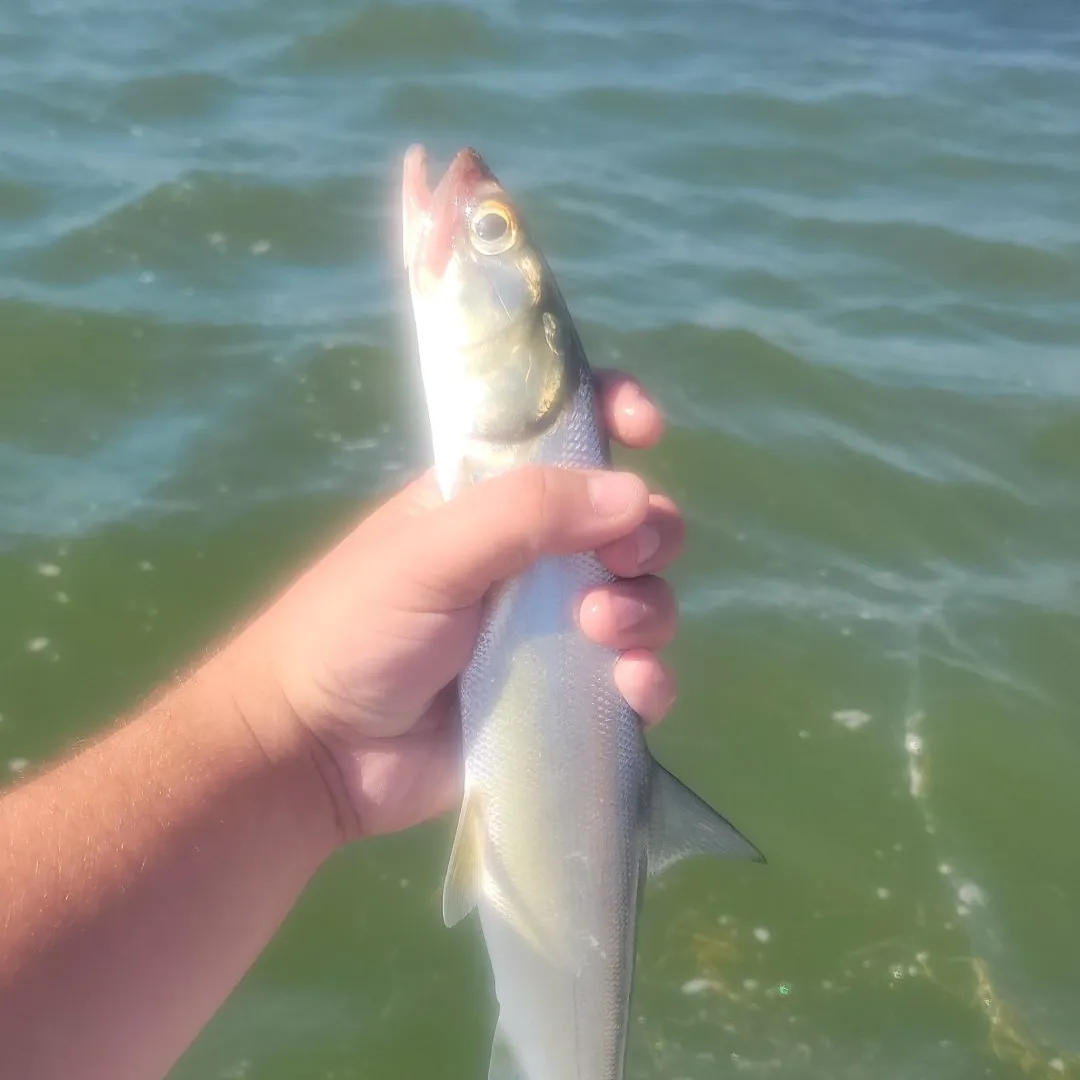 The most popular recent Pacific ladyfish catch on Fishbrain